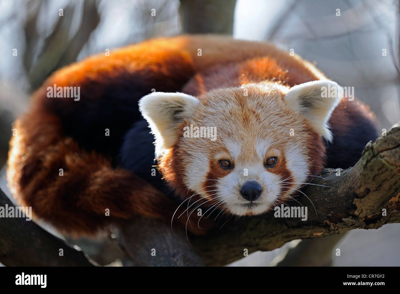 Panda rosso o panda minore (Ailurus fulgens) Foto Stock