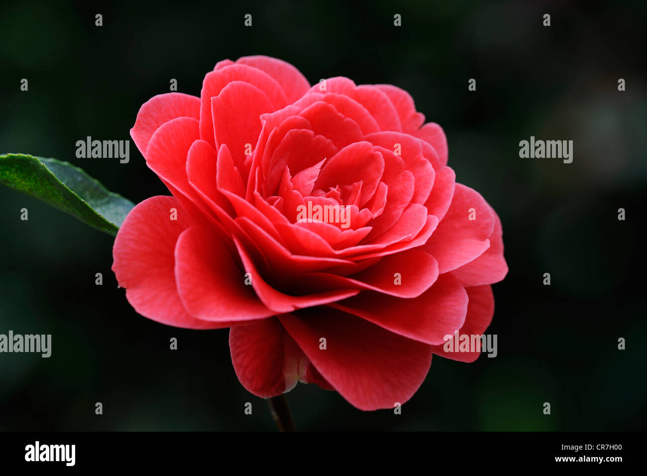 Camelia (Camellia japonica), fioritura Foto Stock