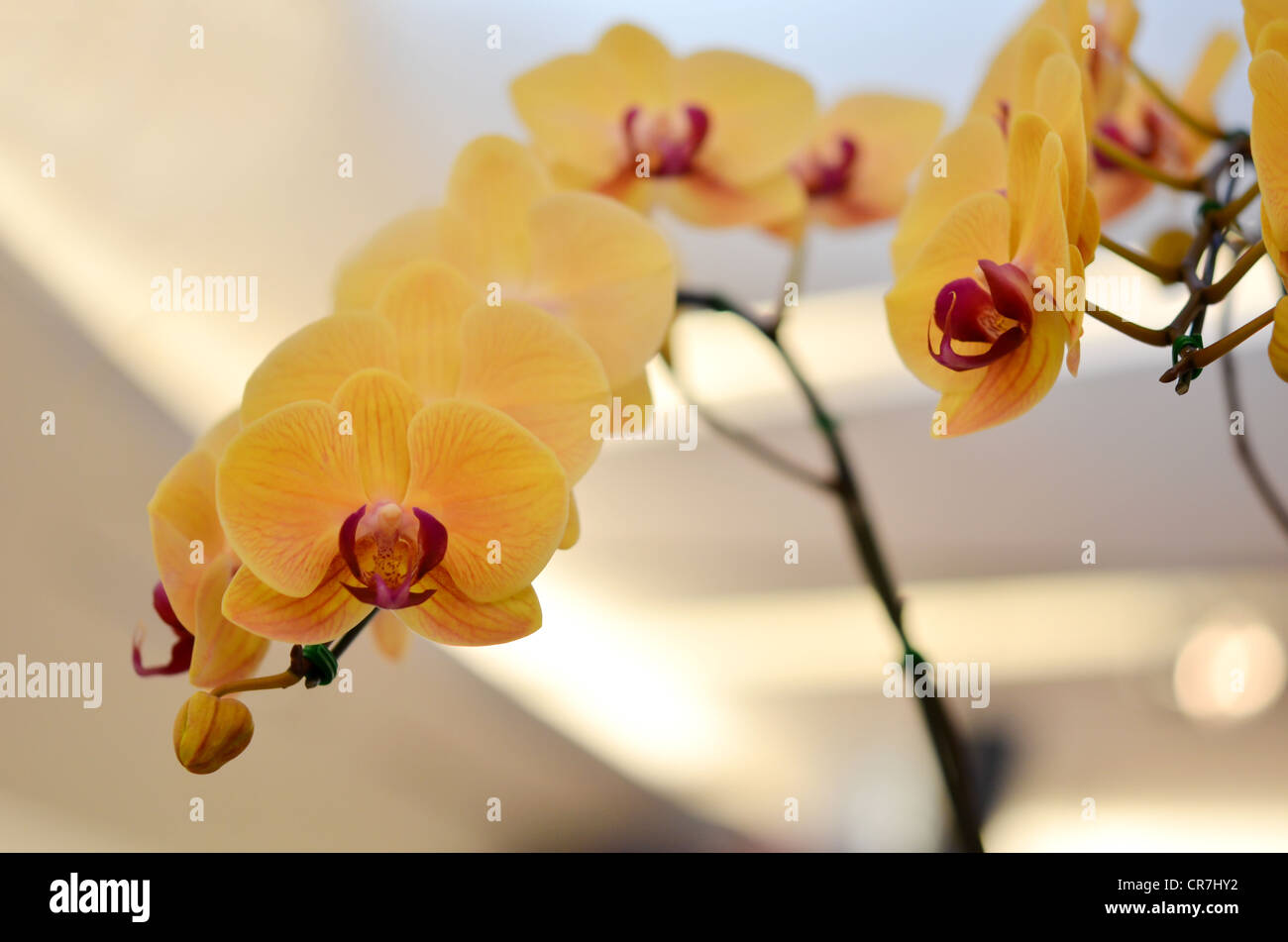 Close up di un bel colore giallo fioriture di orchidee . Foto Stock