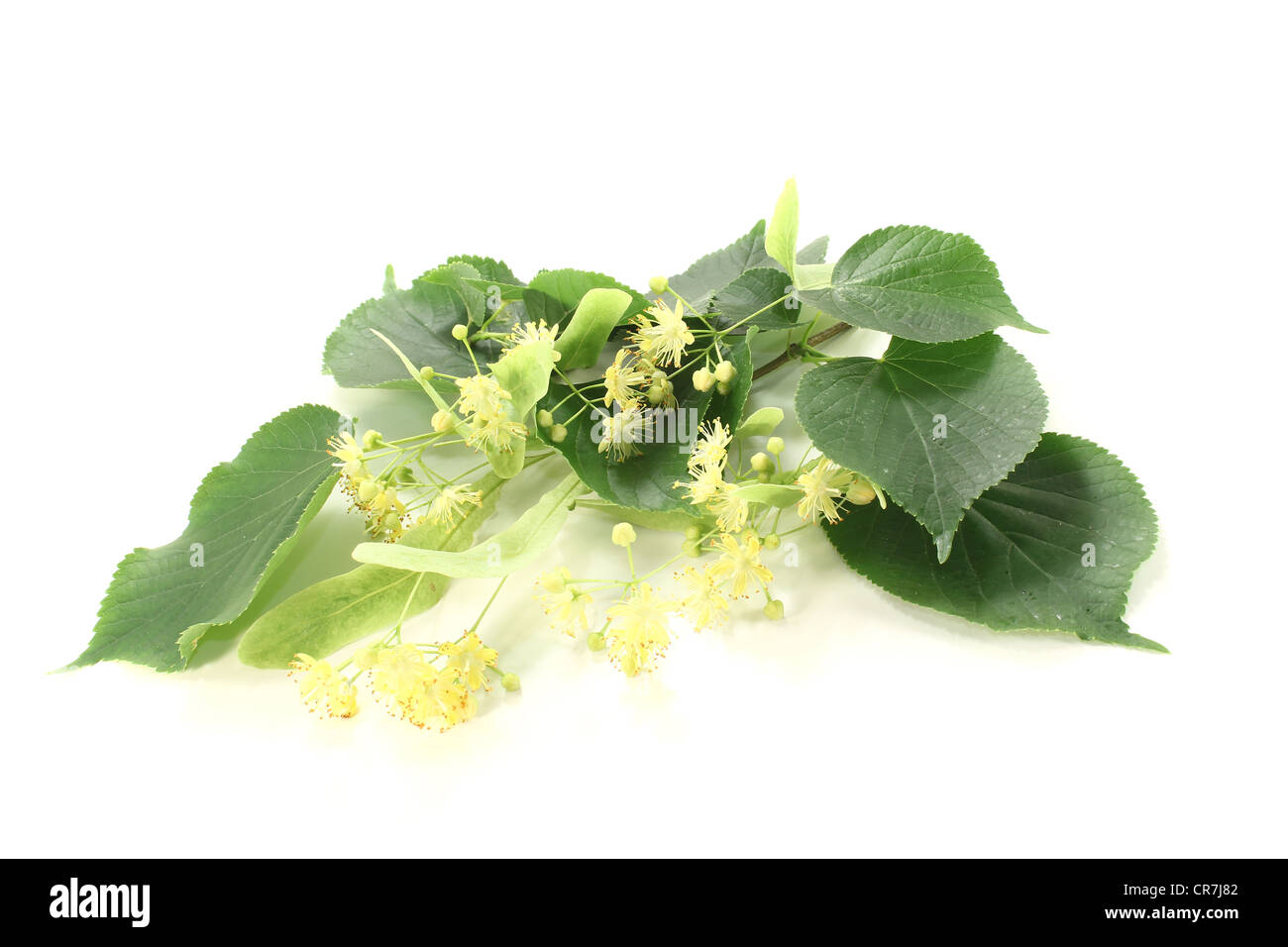 Freschi fiori di tiglio con foglie su uno sfondo luminoso Foto Stock
