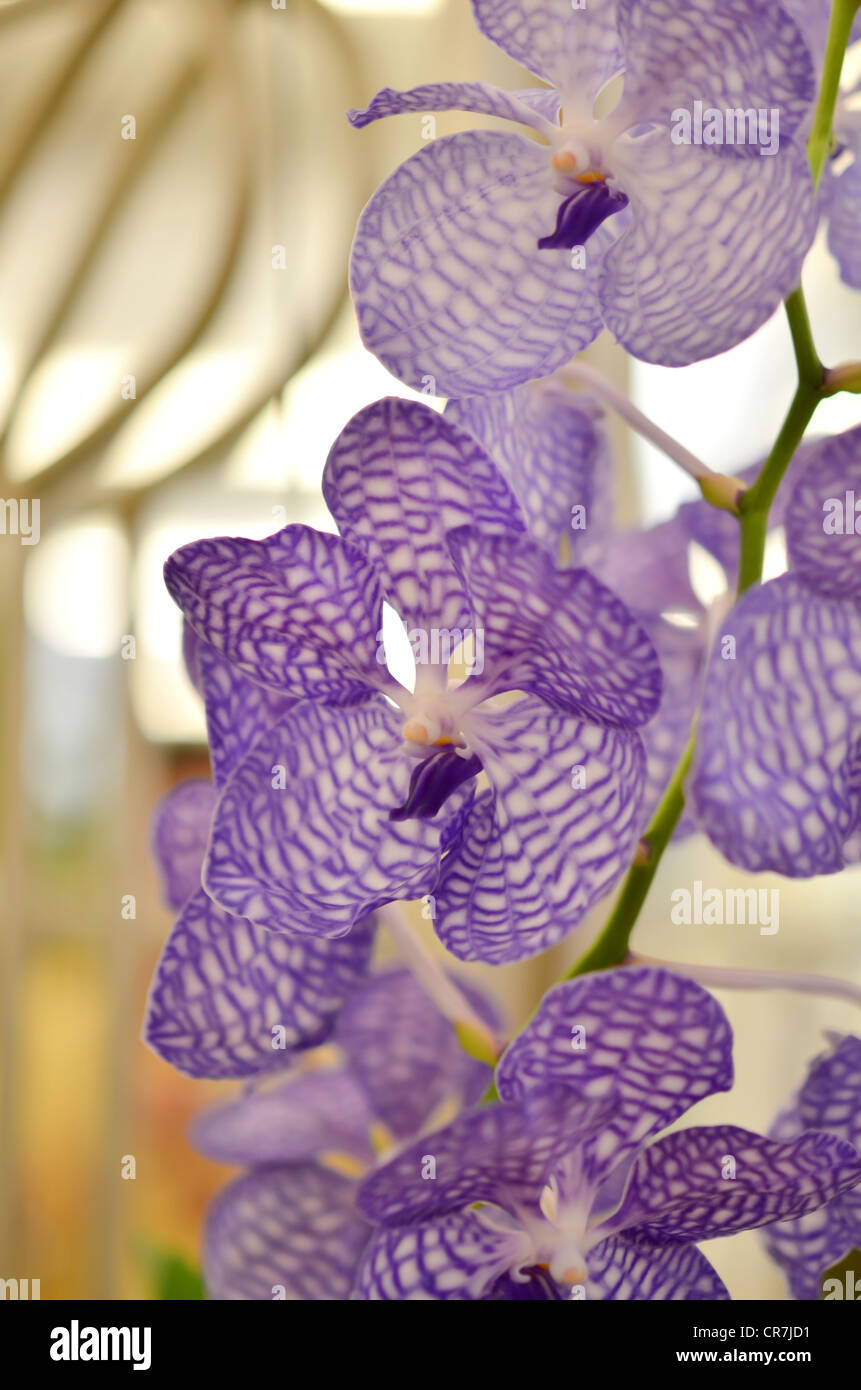Close up di bella viola orchidee fiorisce . Foto Stock