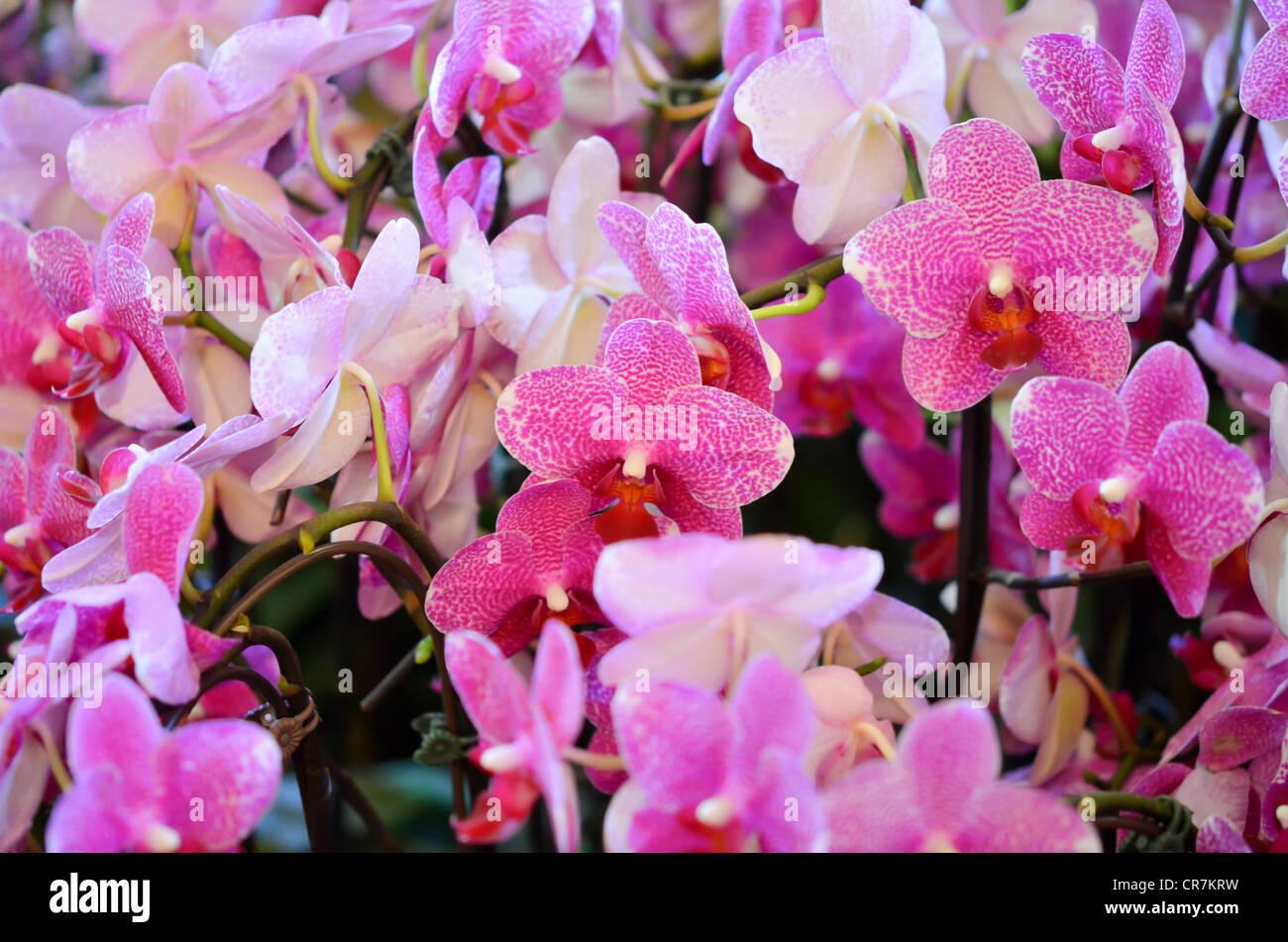 Pieno di rosa orchidee fiorisce nel giardino Foto Stock