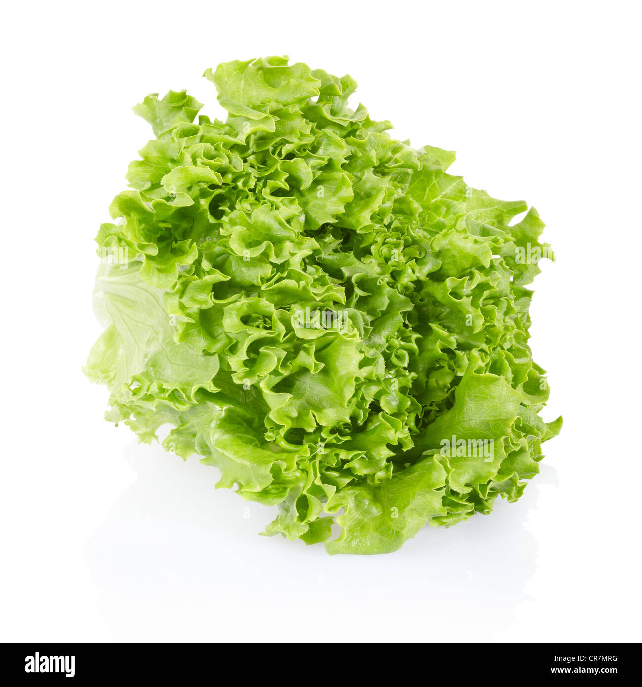 Testa di puntarelle, tipico verde insalata romana Foto stock - Alamy