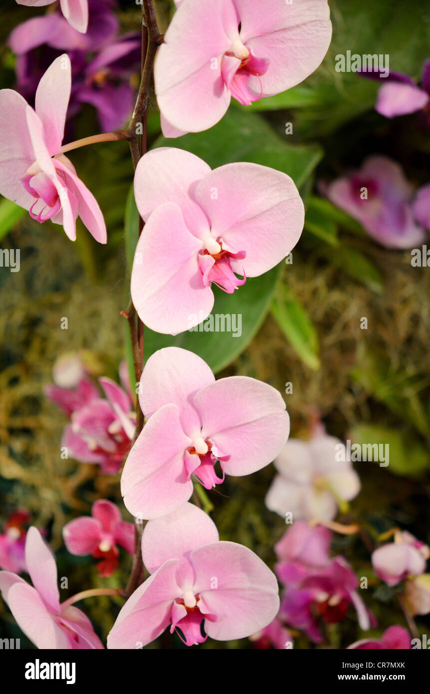 Di un bel colore rosa orchidee fiorisce nel giardino Foto Stock