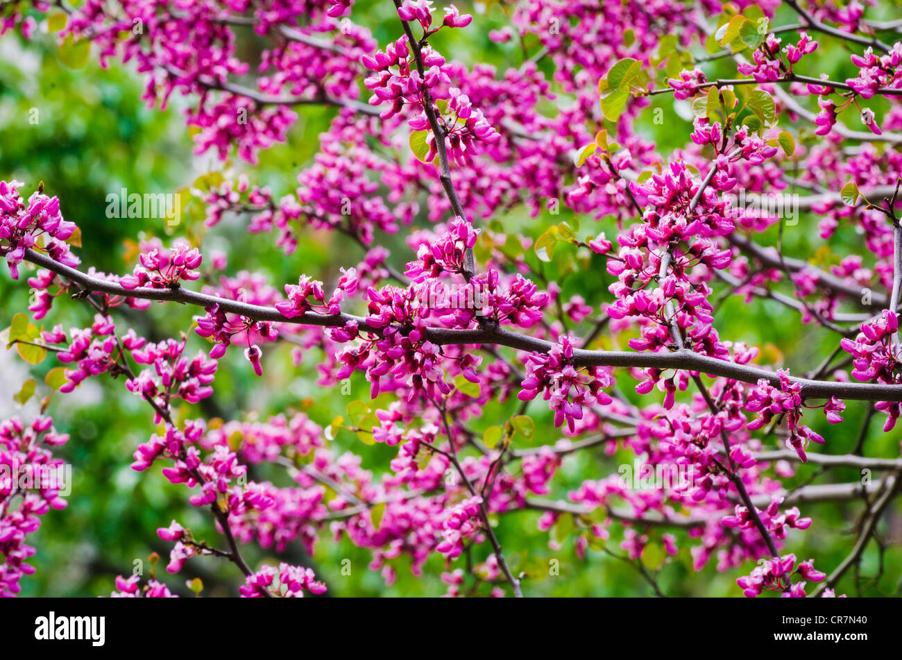 Western Redbud (Cercis occidentalis), il Parco Nazionale di Yosemite, California USA Foto Stock