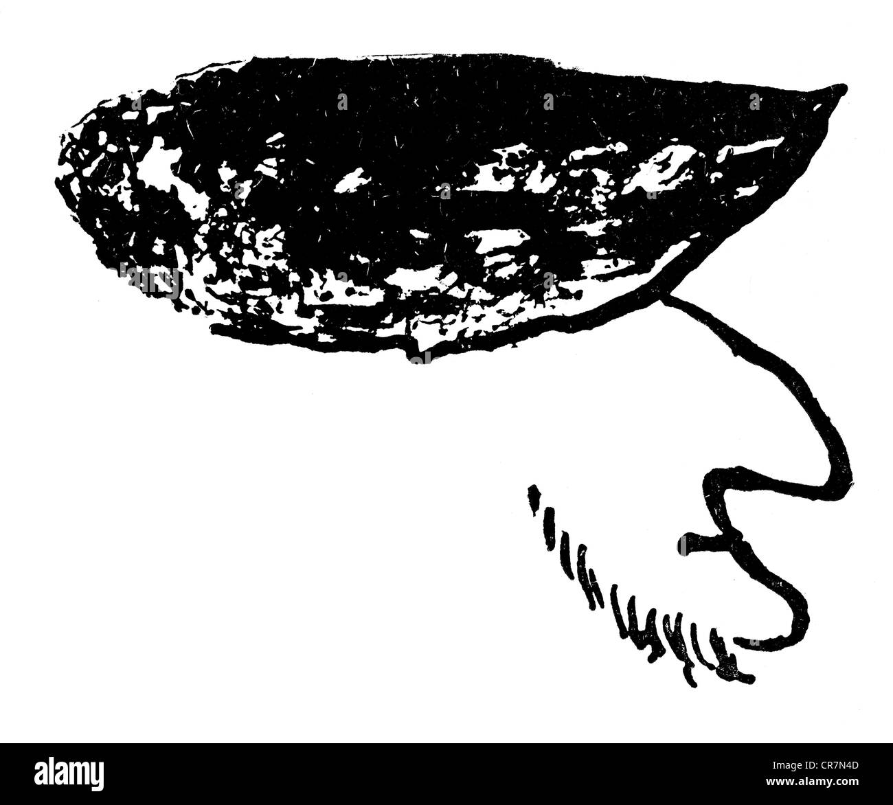 Wagner, Richard, 22.5.1813 - 13.2.1883, compositore tedesco, profilo, caricatura, del professore Höcker, disegnando, sulla carta dell'associazione dell'artista di Monaco "Allotia", 19th secolo, Foto Stock