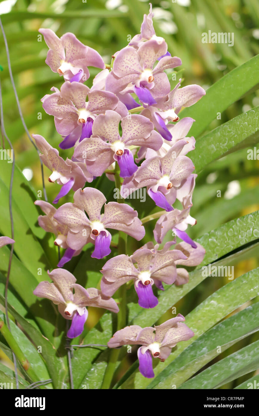 Close up di bella viola orchidee fiorisce in giardino Foto Stock