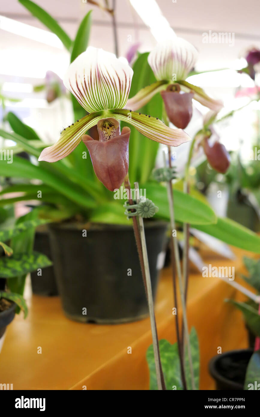 Brown orchidee , splendide orchidee fiorisce in vaso Foto Stock