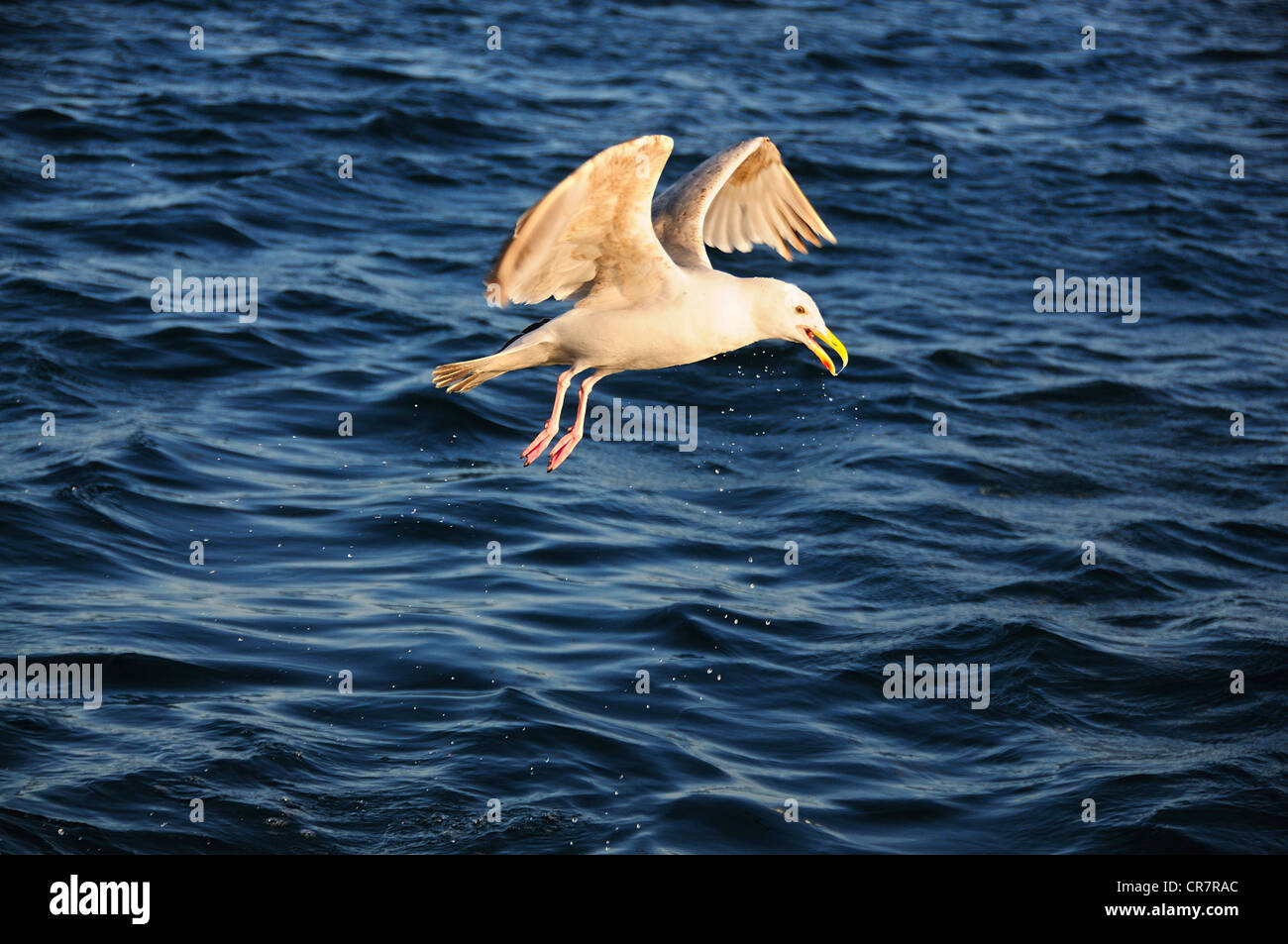 Un aringa gabbiano volare sopra il mare REGNO UNITO Foto Stock