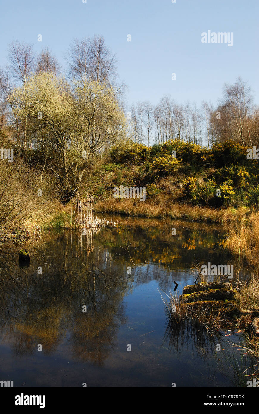 Il Dorset Wildlife Trust riserva naturale stagno Kilwood Foto Stock