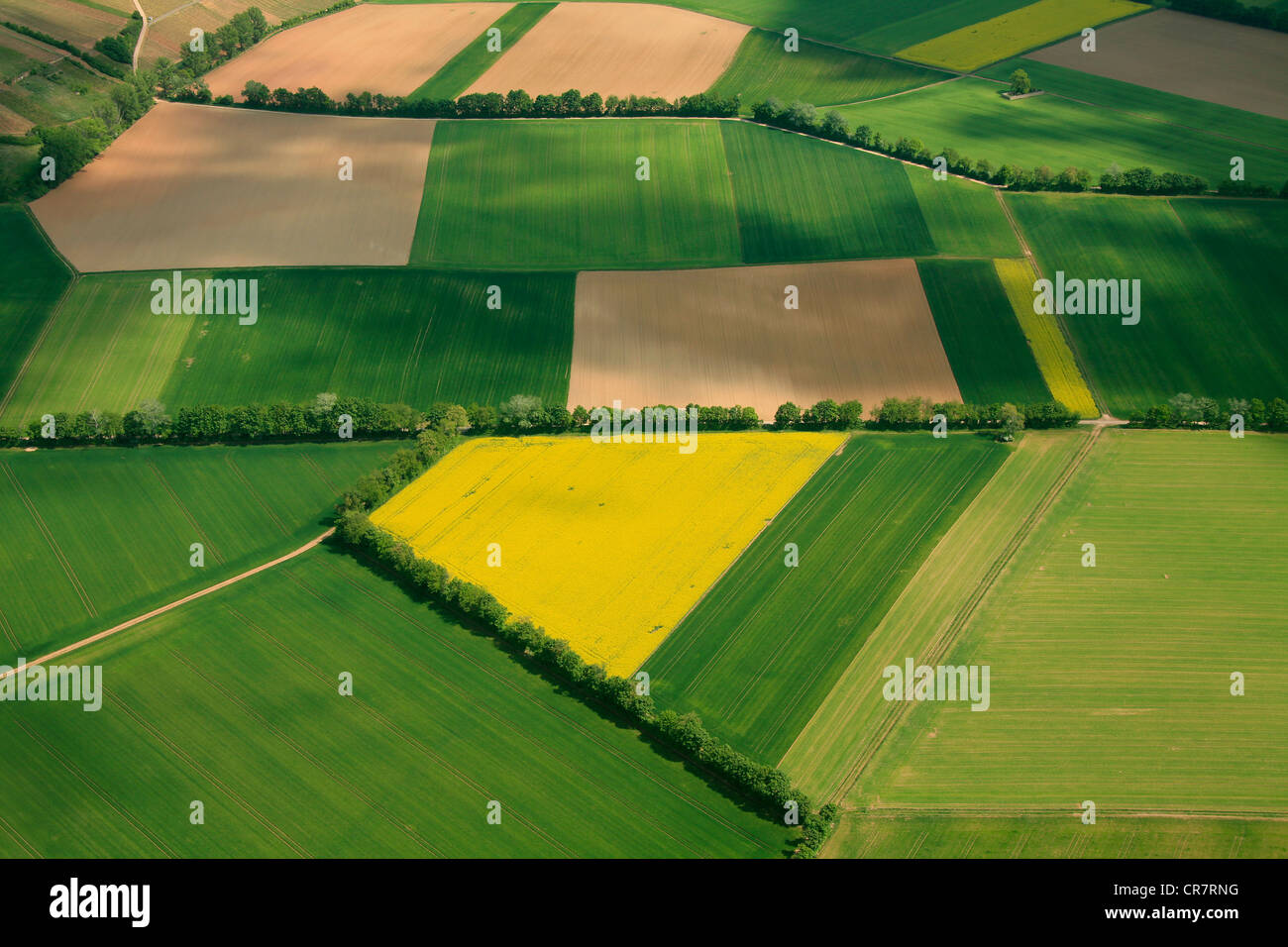 Vista aerea, campi di grano e canola campi separati da siepi, Erbes-Buedesheim, Renania-Palatinato, Germania, Europa Foto Stock