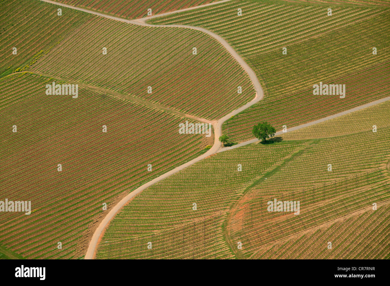 Vista aerea, percorsi e un albero in un vigneto a Bad Kreuznach, Renania-Palatinato, Germania, Europa Foto Stock