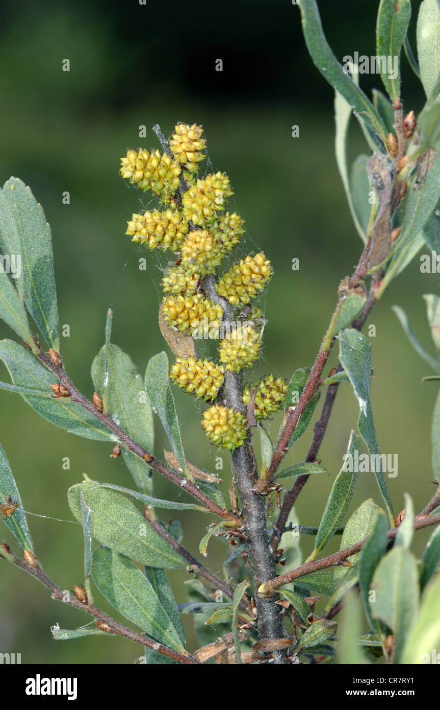 BOG-MIRTO Myrica gale (Myricaceae) Foto Stock