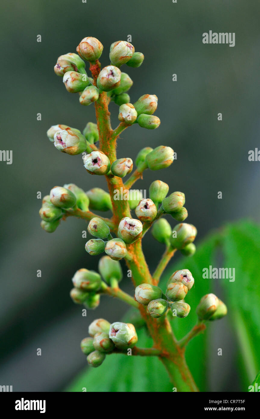 Il fiore di un cavallo castagno REGNO UNITO Foto Stock