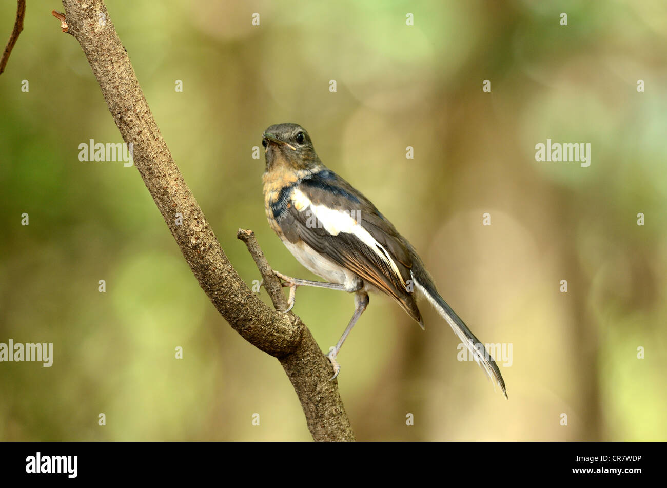 Bella femmina giovanile oriental gazza-robin (Copsychus saularis) Foto Stock