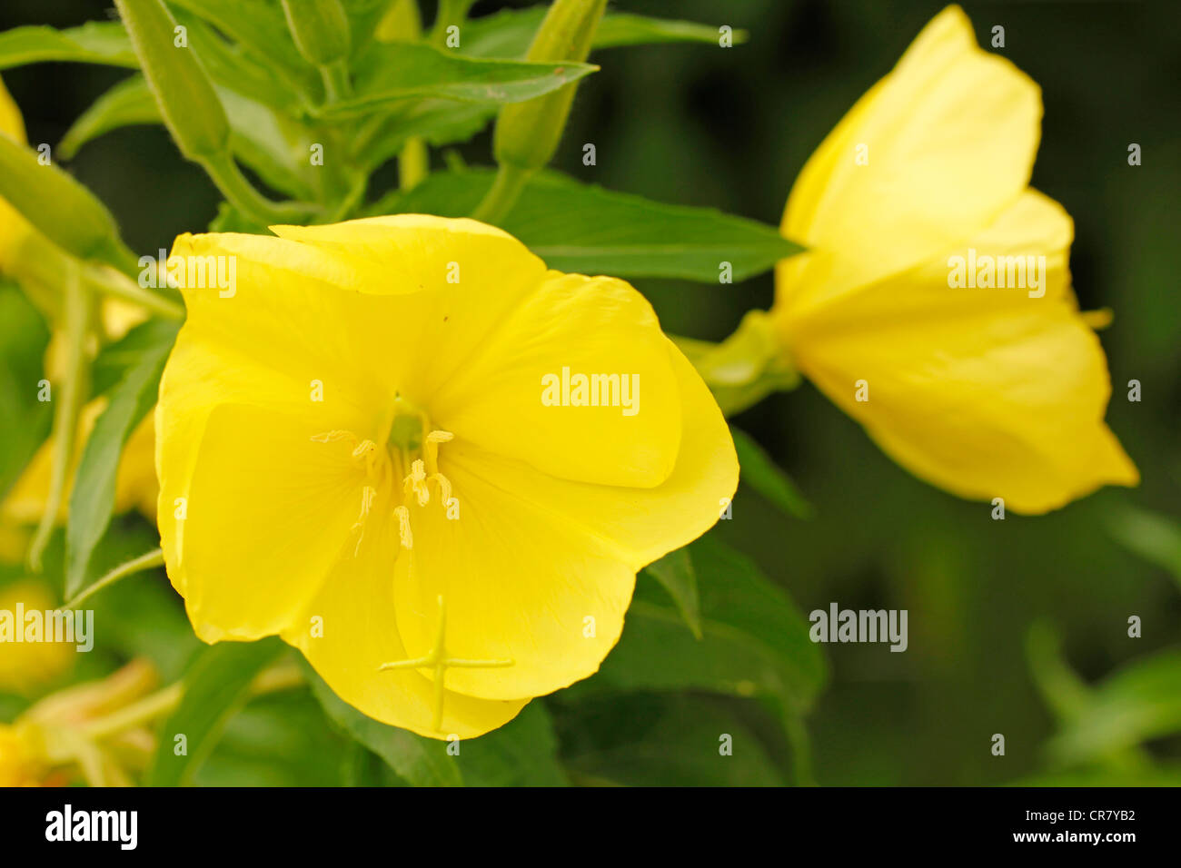 Primula della sera. Oenothera biennis Foto Stock