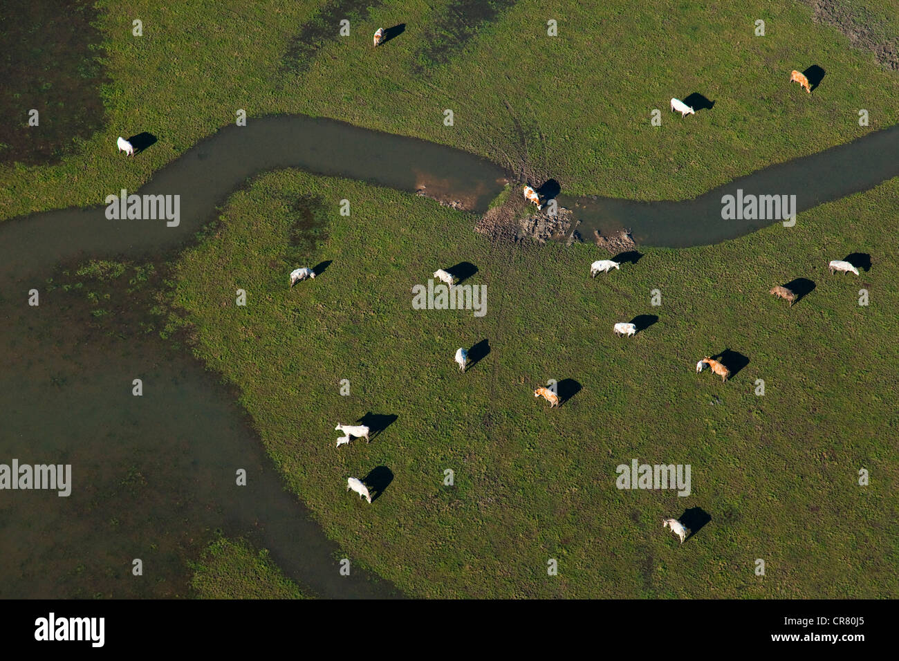 Francia, Calvados, Cabourg, Dives marsh, le mucche nei prati allagati (vista aerea) Foto Stock
