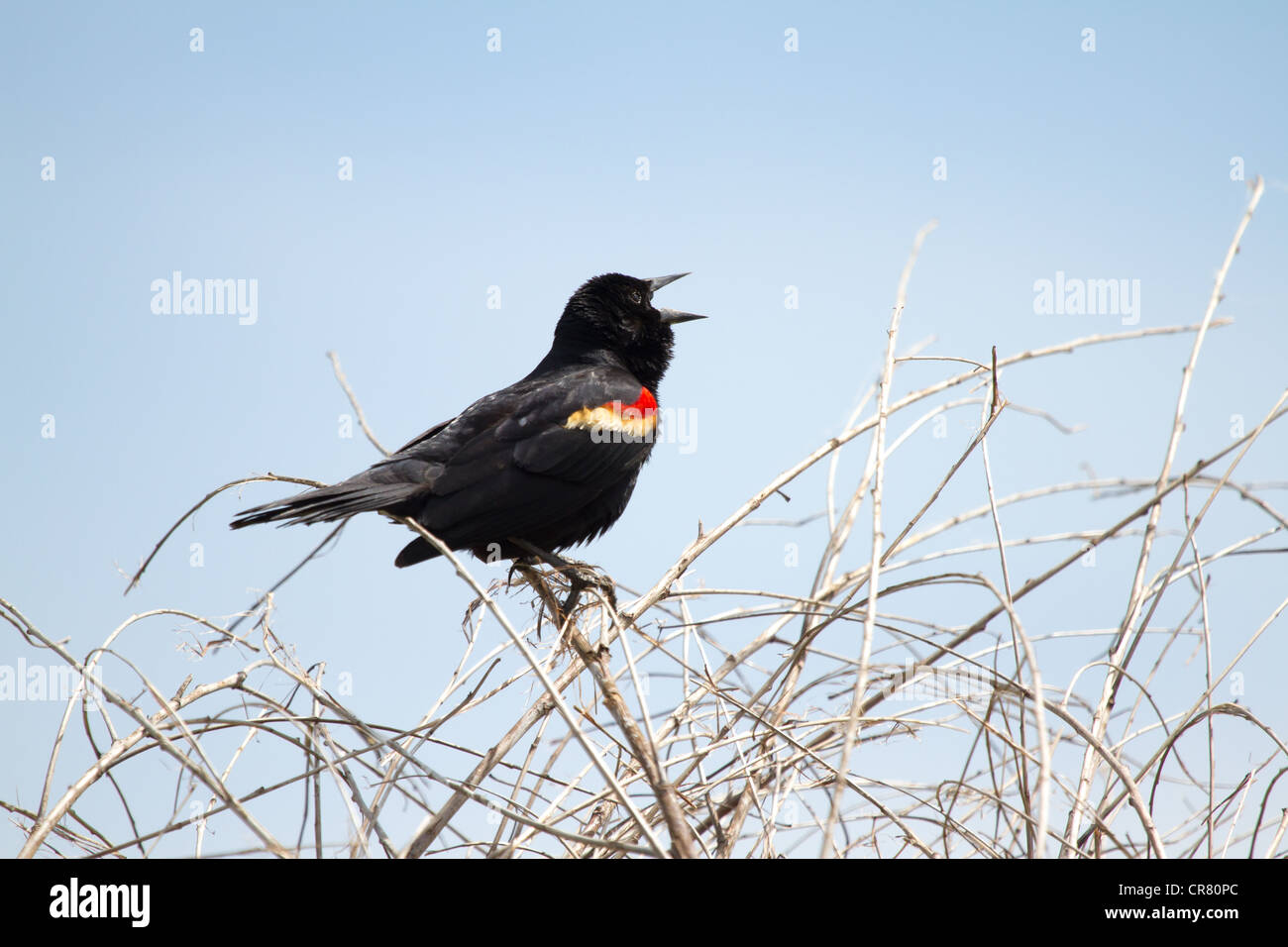 Un maschio rosso-winged blackbird canta ad alta voce in Arlington, TX. Foto Stock