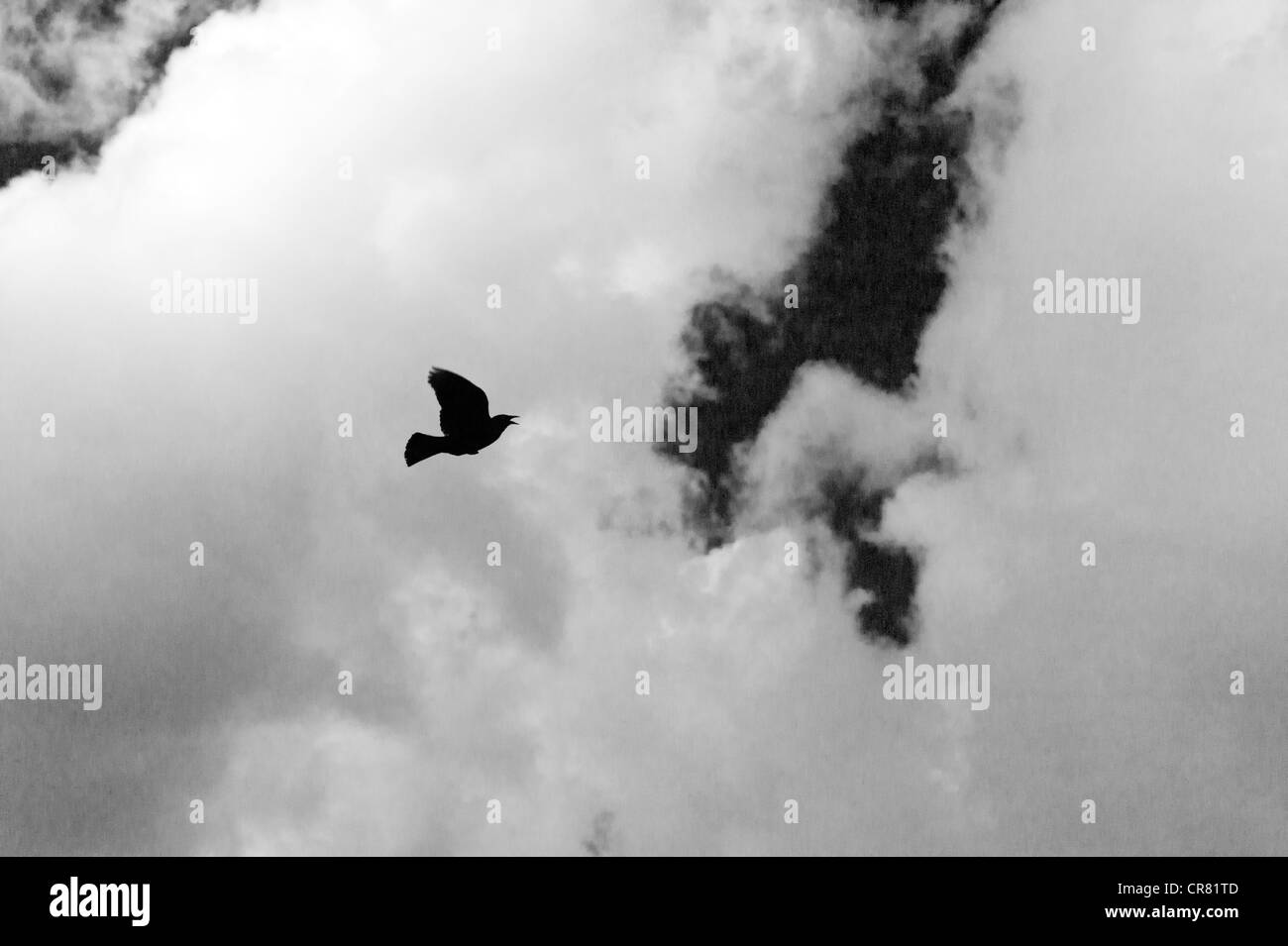 Fotografia in bianco e nero di un merlo in volo contro puffy nuvole bianche e un cielo chiaro Foto Stock