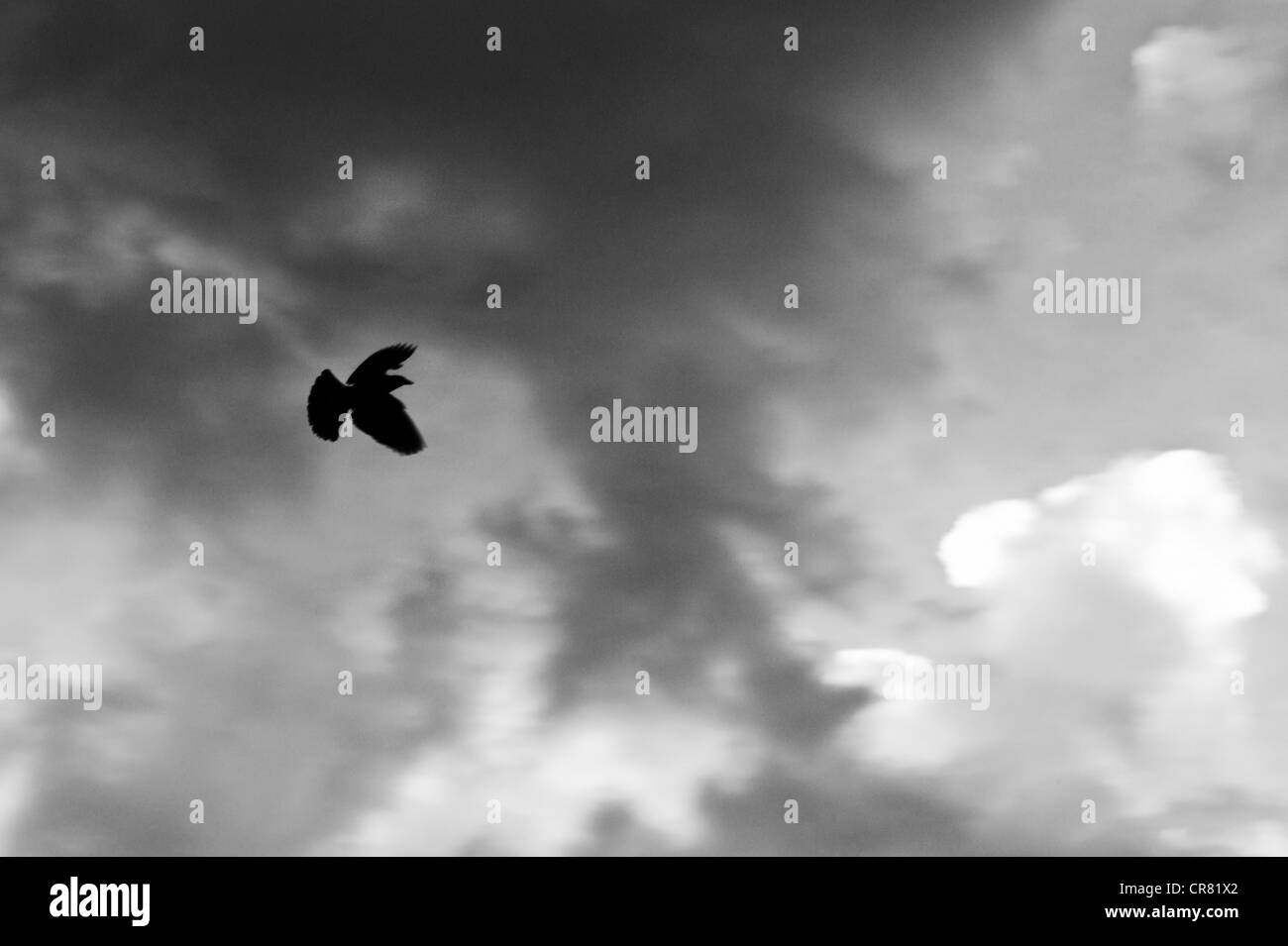 Fotografia in bianco e nero di un merlo in volo contro puffy nuvole bianche e un cielo chiaro Foto Stock