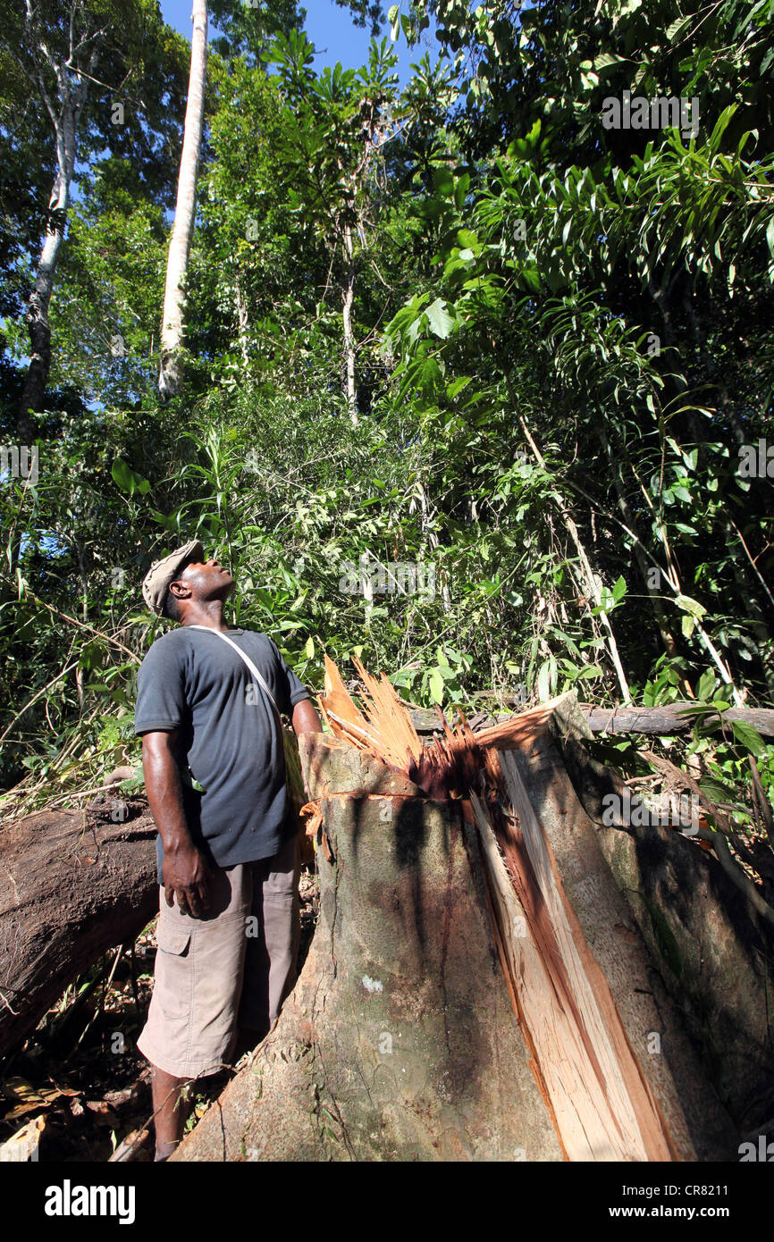 Lumberjack in una radura di un area di log, provincia di Madang, Papua Neuguinea Foto Stock