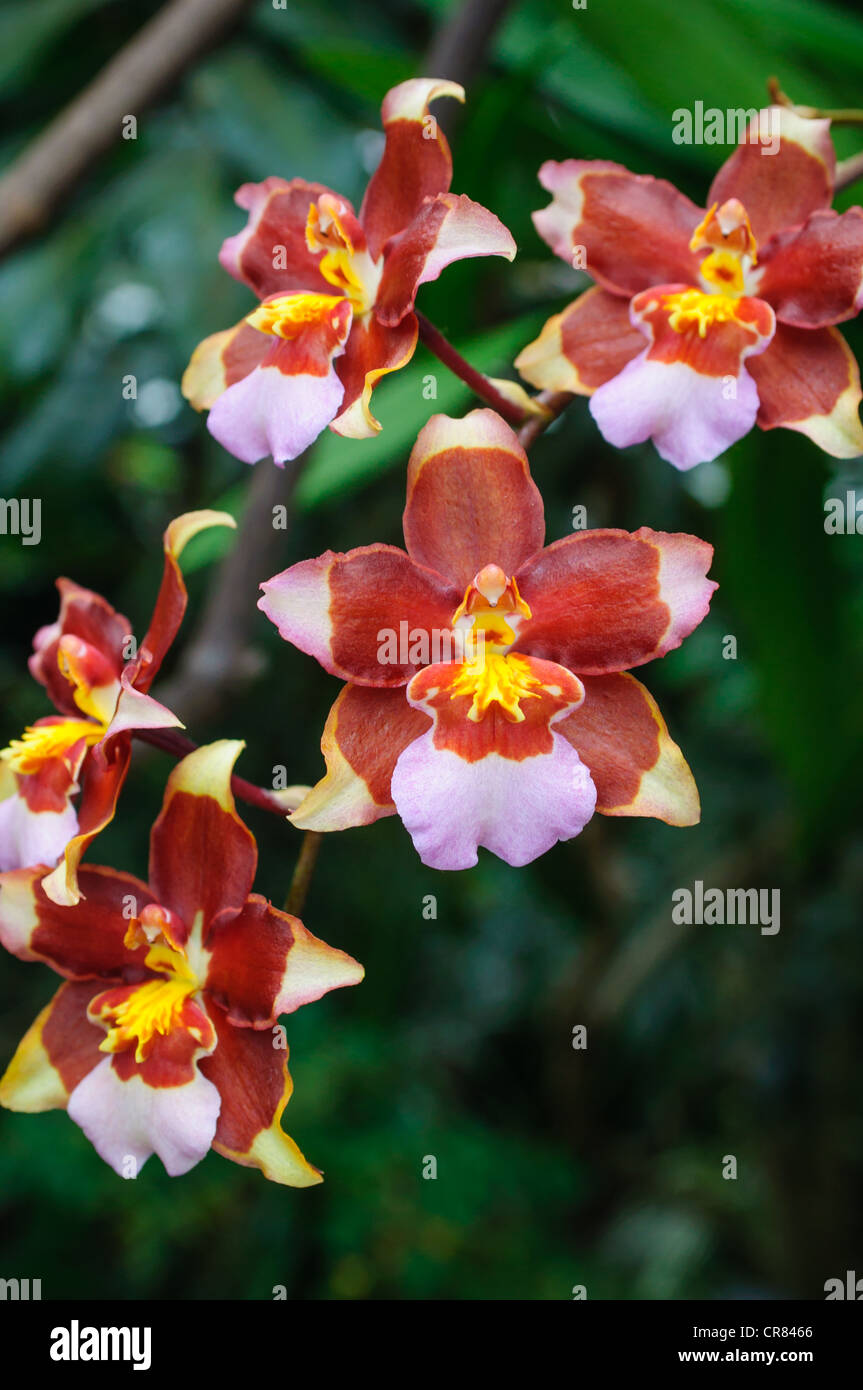 Empio "Perfecto' orchidee. Foto Stock