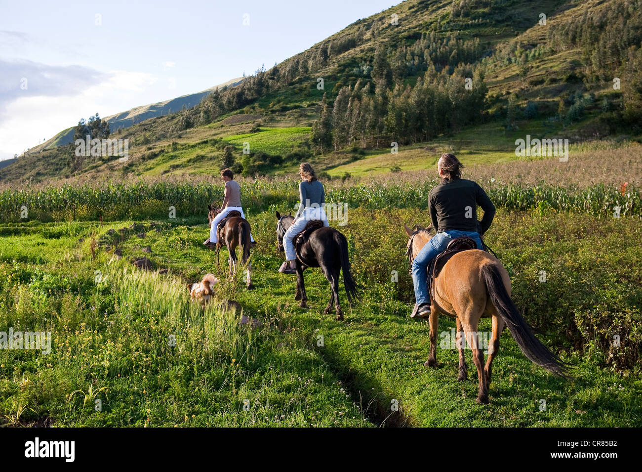 Il Perù, provincia di Cuzco, Huasao, equitazione nelle Ande Foto Stock