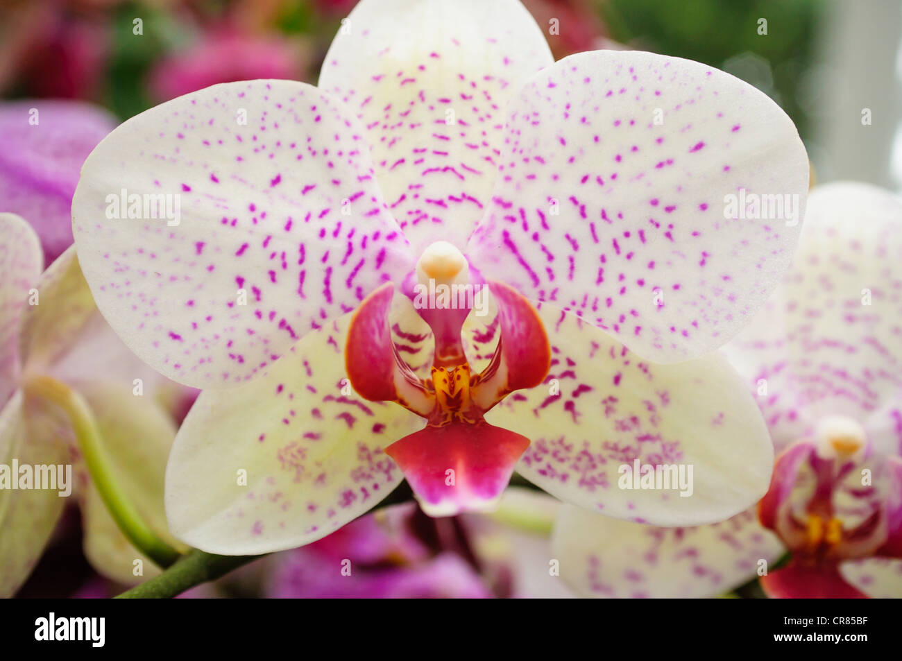 Una rosa e white orchid. Foto Stock