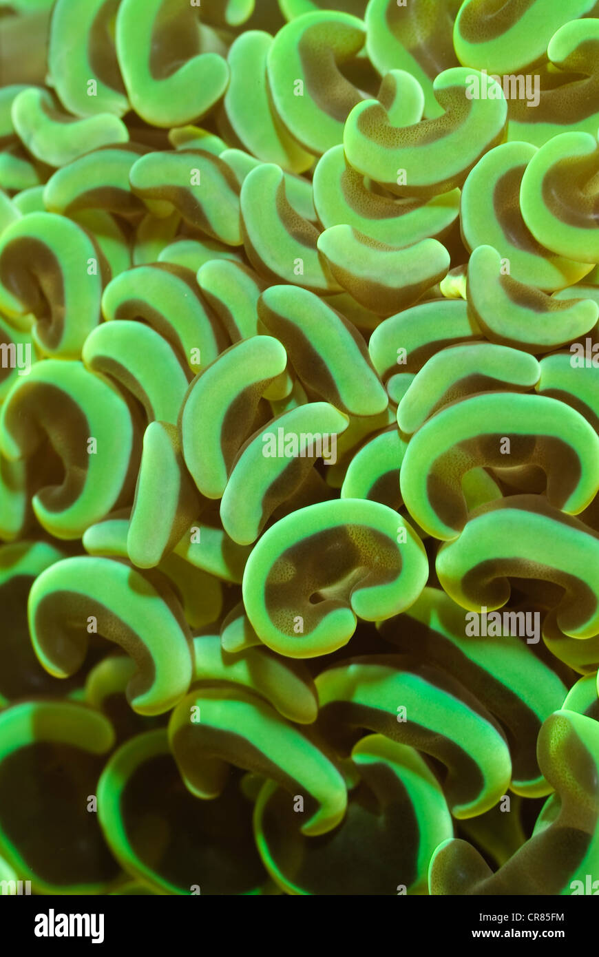 Anchor coral, Fimbriaphyllia ancora, Lembeh strait, Sulawesi, Indonesia, il Pacifico Foto Stock