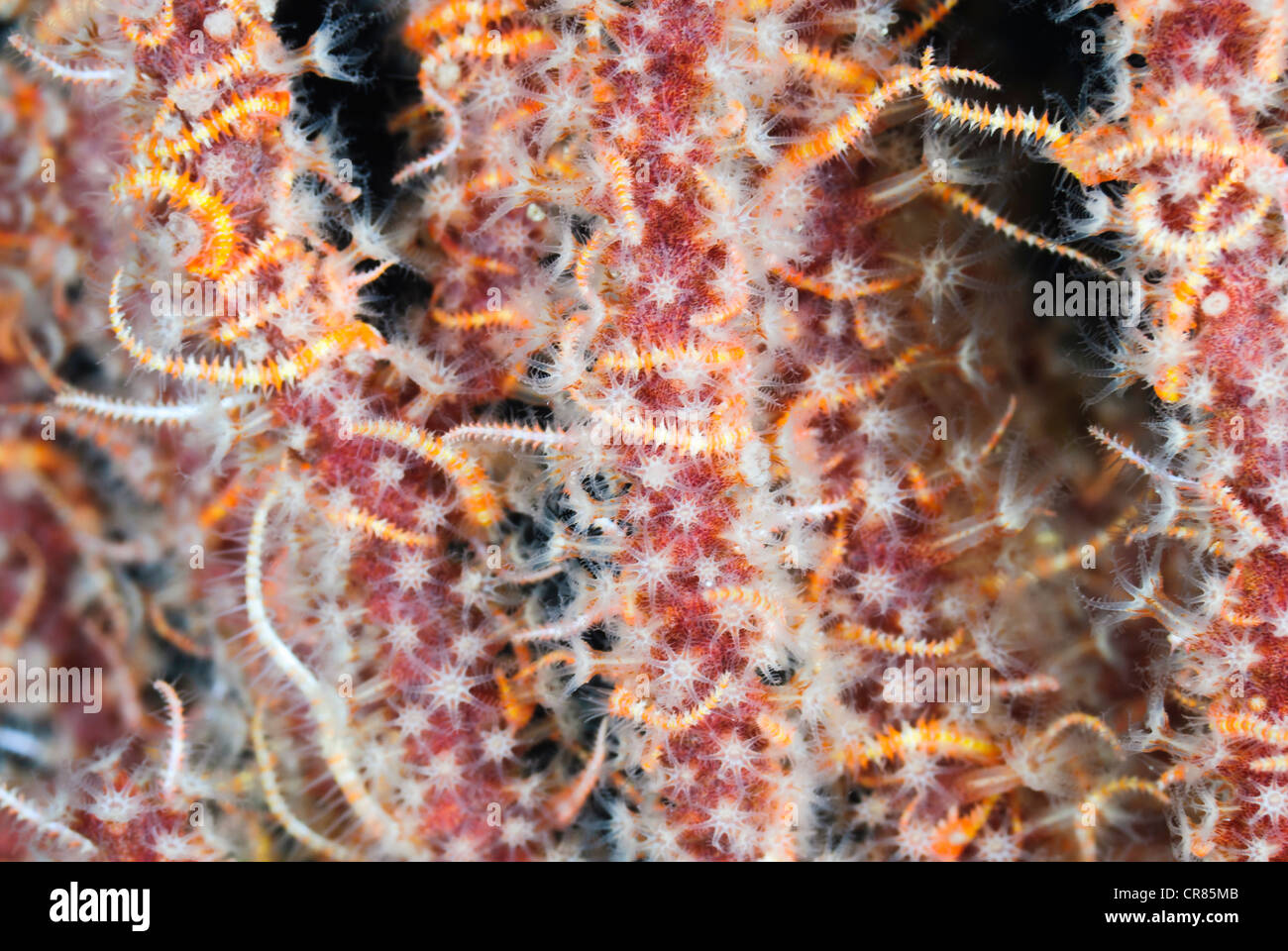 Rosso, Gorgonia Leptogorgia chilensis e fragili stelle, Ophiothrix spiculata, Mare di Cortez, del Messico e del Pacifico Foto Stock