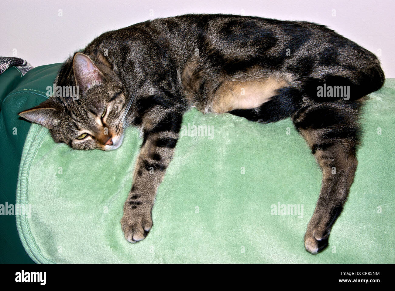 Shorthair domestico gatto tabby divano letto coperta Foto Stock