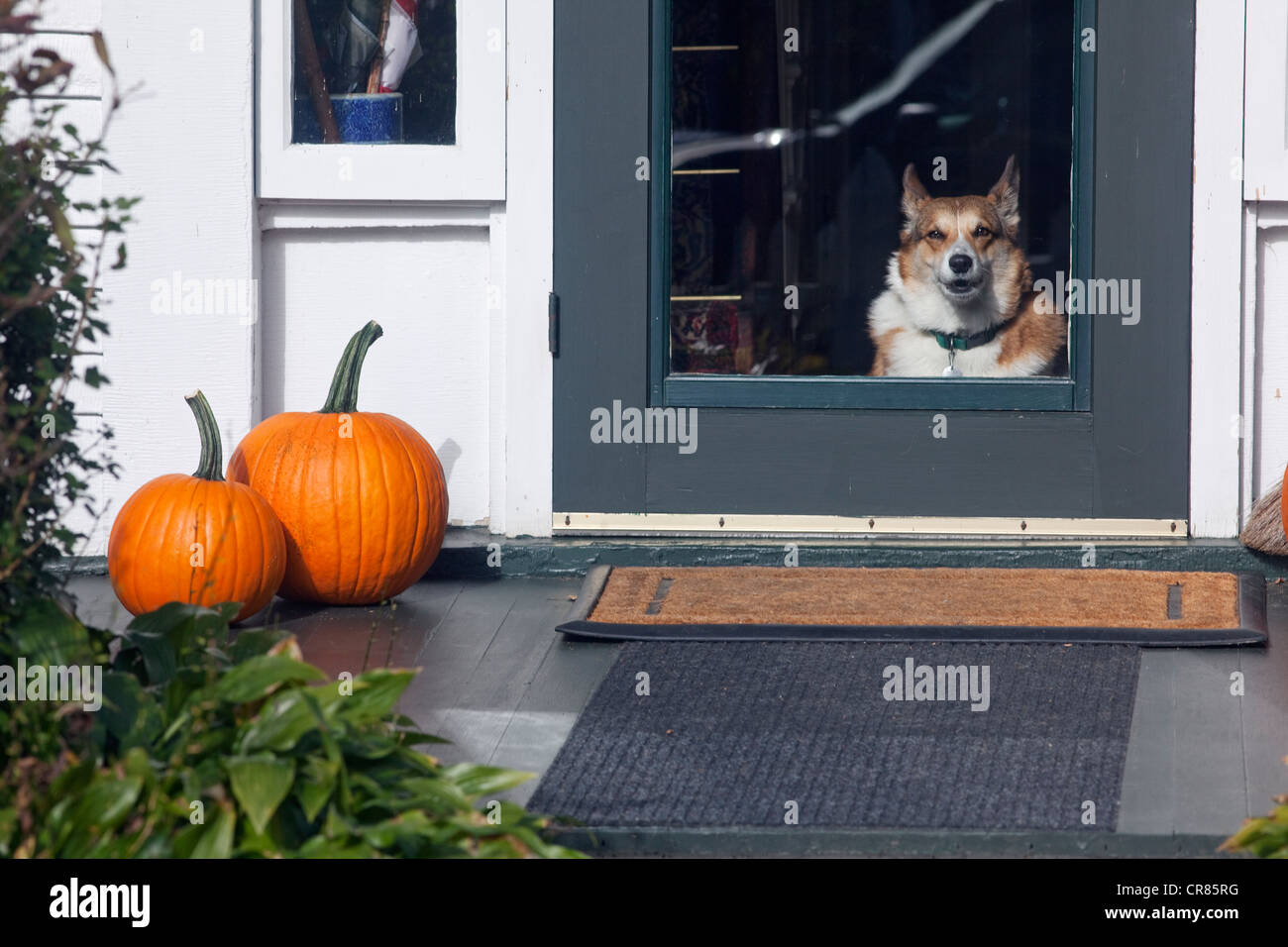 Stati Uniti, New England, Vermont, Woodstock, cane dietro una porta e zucca di Halloween Foto Stock