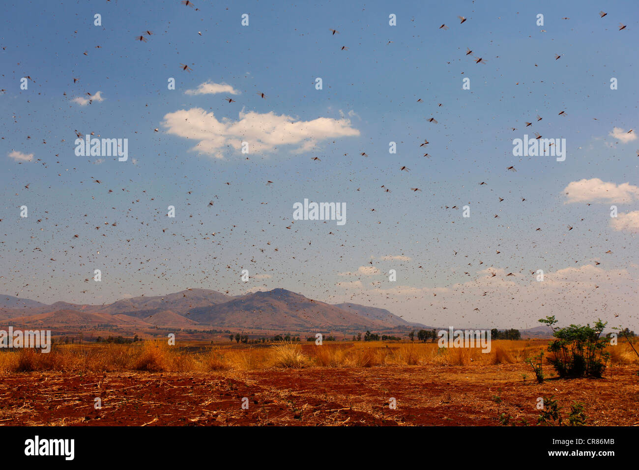 Locust peste negli altopiani del Madagascar, Africa, Oceano Indiano Foto Stock