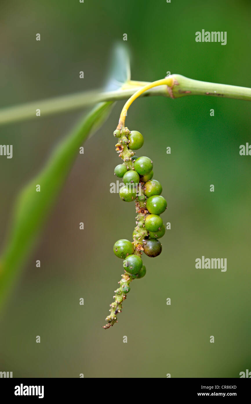 Pepe nero impianto (Piper nigrum), frutta, Nosy Be, Madagascar, Africa Foto Stock