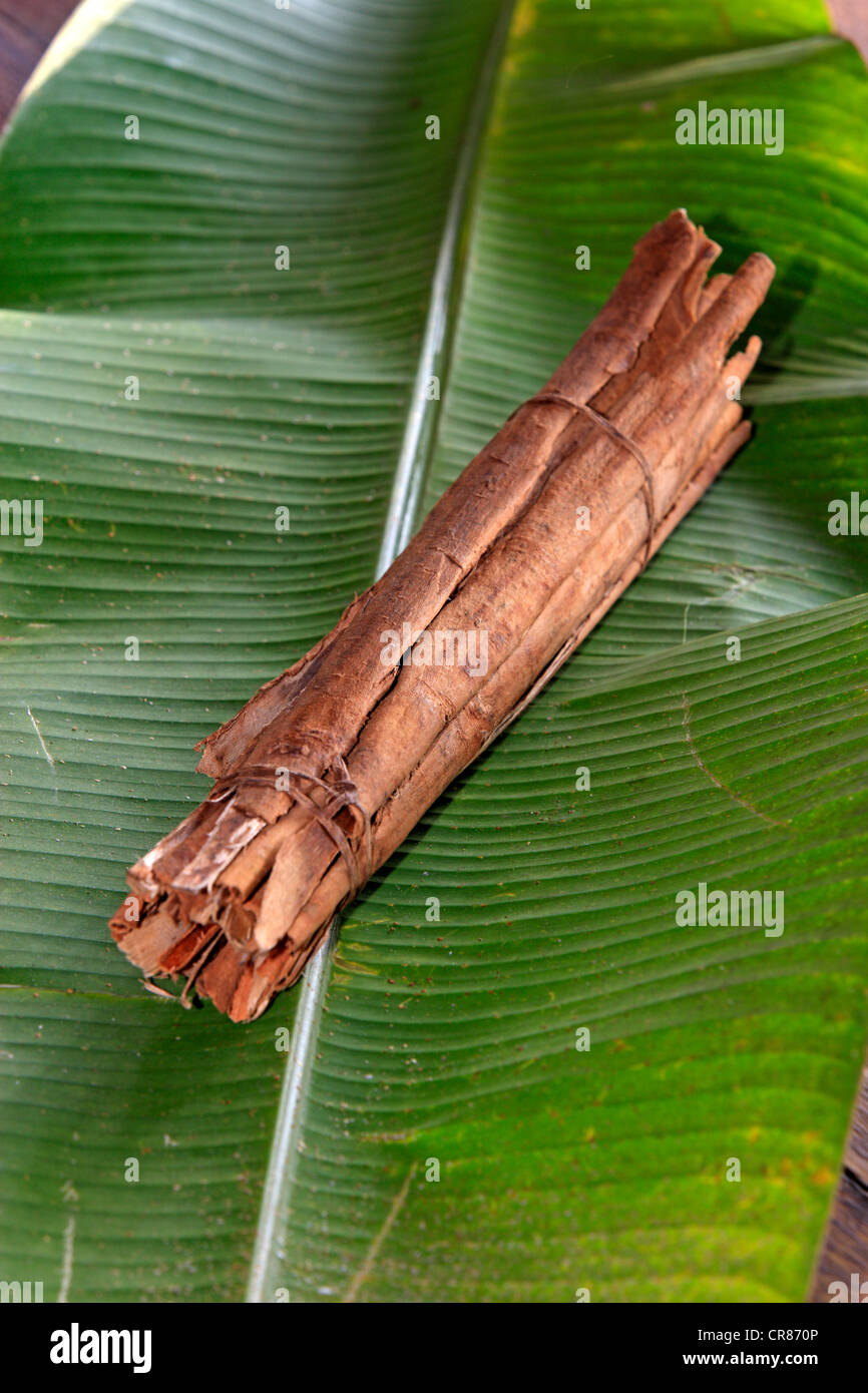La cannella (Cinnamomum verum) su una foglia di banano, Nosy Be, Madagascar, Africa Foto Stock