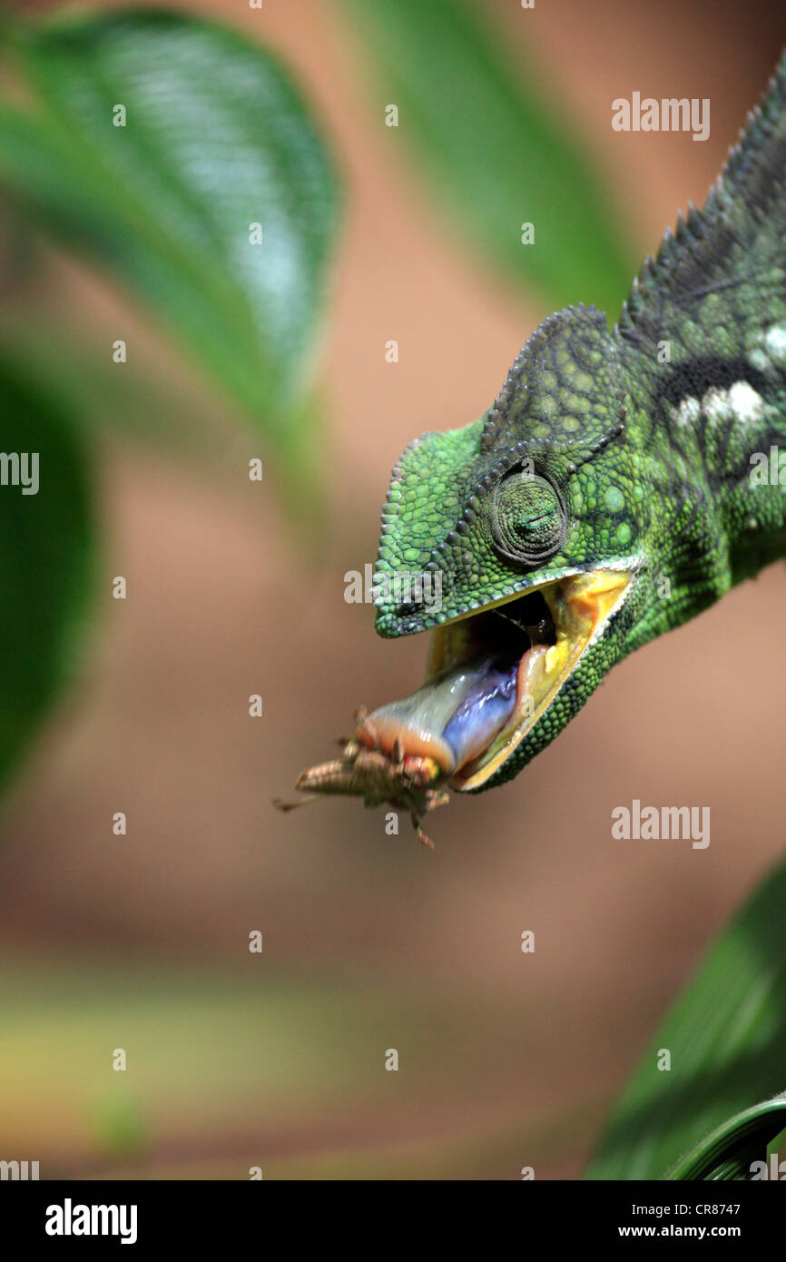 Oustalet o gigante malgascio Chameleon (Furcifer oustaleti), femmina, mangiare, Madagascar, Africa Foto Stock