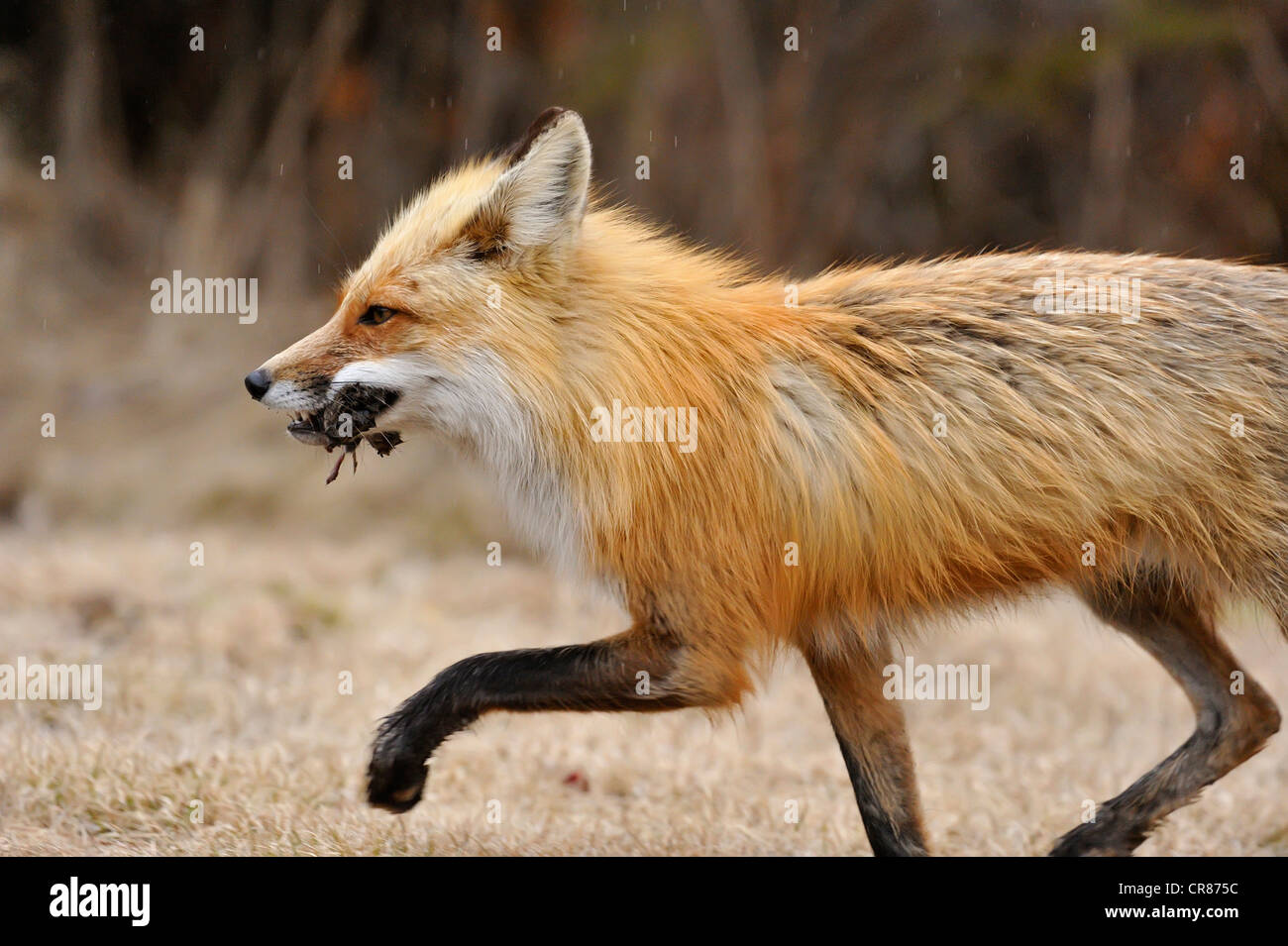 Red Fox (Vulpes vulpes vulpes) con preda di roditori maggiore Sudbury, Ontario, Canada Foto Stock