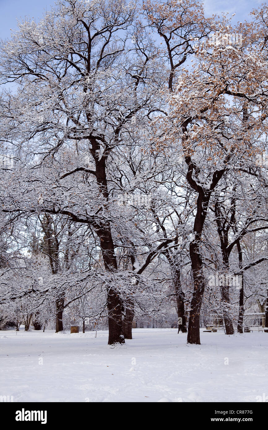 Scena invernale con gli alberi nella neve in Boris Giardini in Sofia Foto Stock
