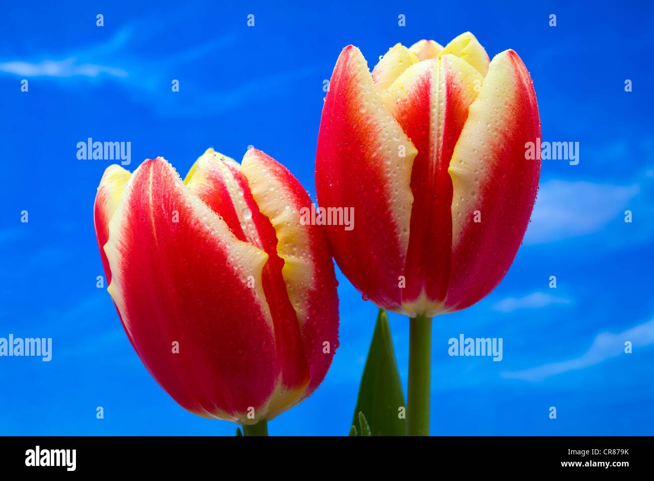 Due tulipani a foglia e a stelo contro un sfondo cielo Foto Stock