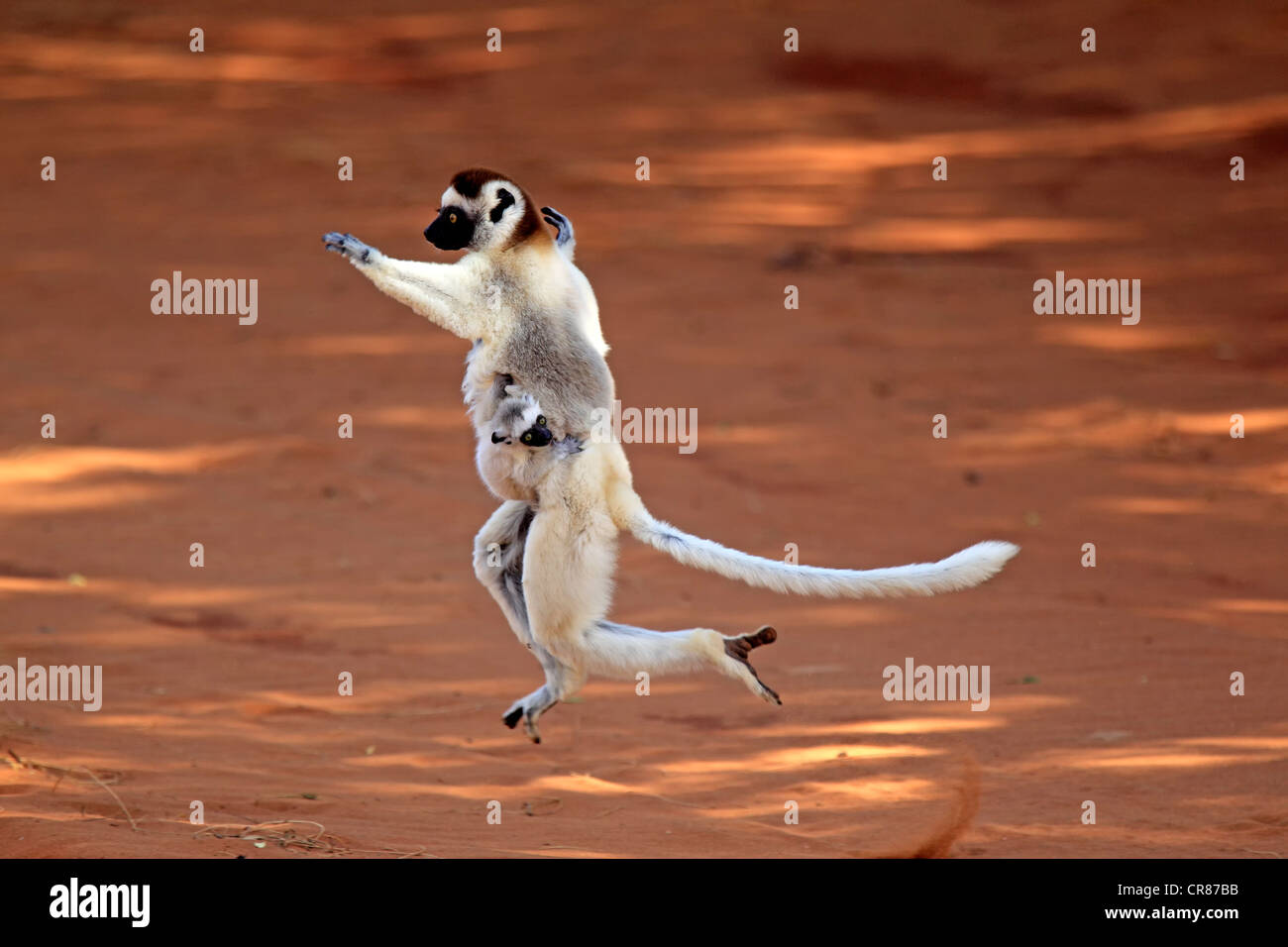 La Verreaux Sifaka (Propithecus verreauxi), femmina adulta con giovani, saltando, Berenty Riserva, Madagascar, Africa Foto Stock