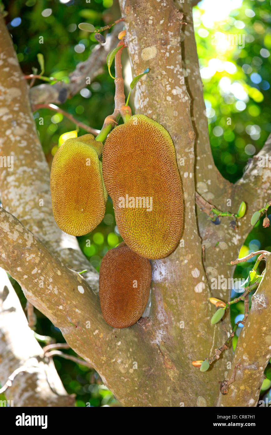 Jackfruit (Artocarpus heterophyllus), Nosy Komba, Madagascar, Africa Foto Stock