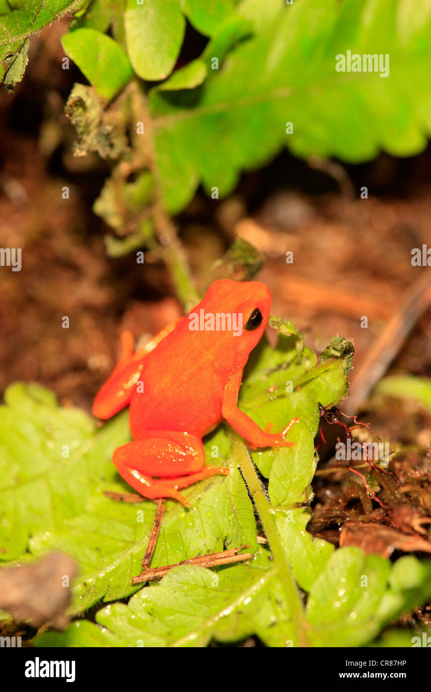 Golden Mantella (Rana Mantella aurantiaca), foraggio, Madagascar, Africa Foto Stock