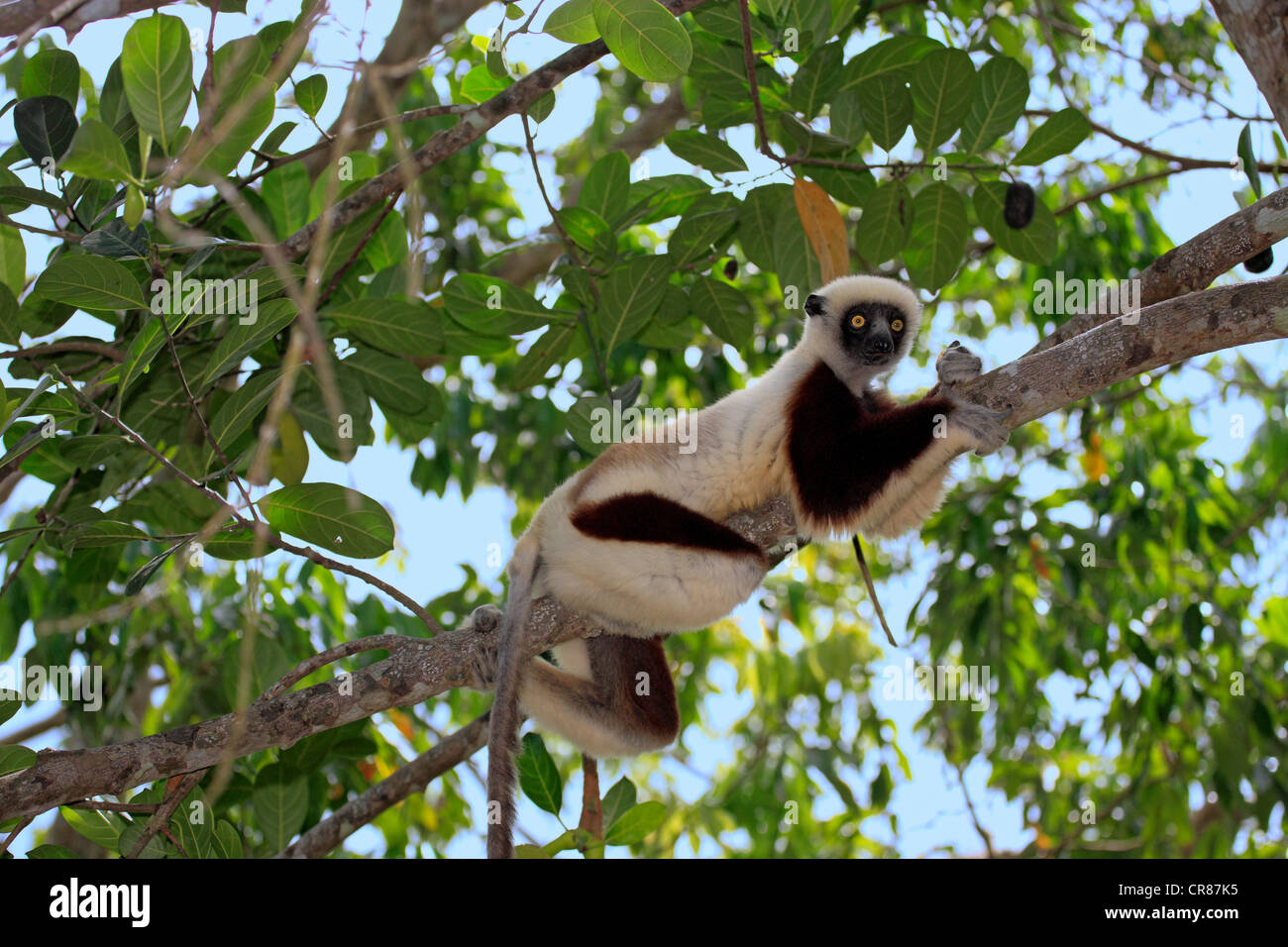 Coquerel il sifaka o coronato Sifaka (Propithecus coquereli), Madagascar, Africa Foto Stock