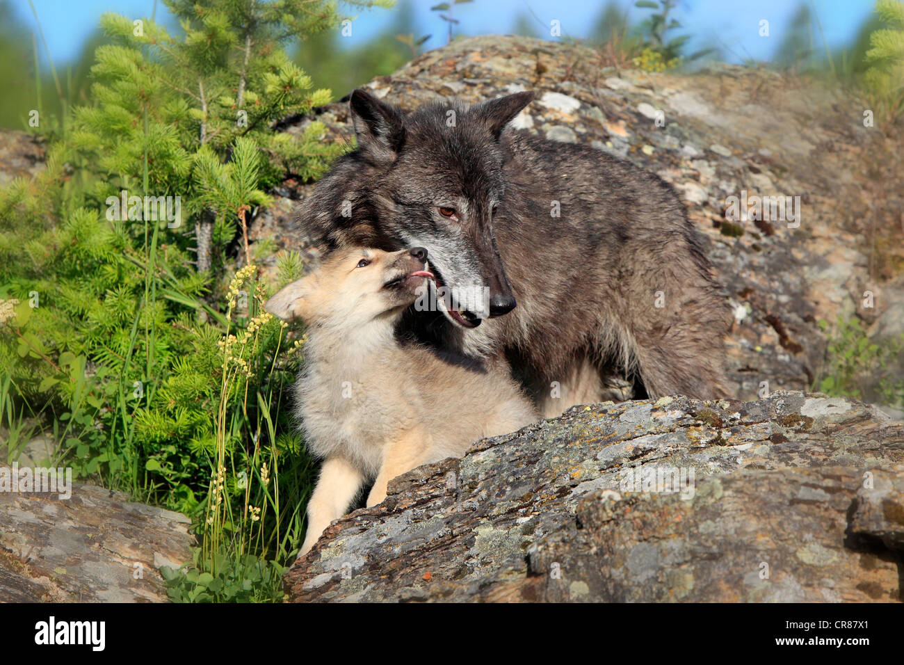 Eastern Lupo (Canis lupus lycaon), femmina adulta e pup, otto settimane, mendicante, Montana, USA, America del Nord Foto Stock