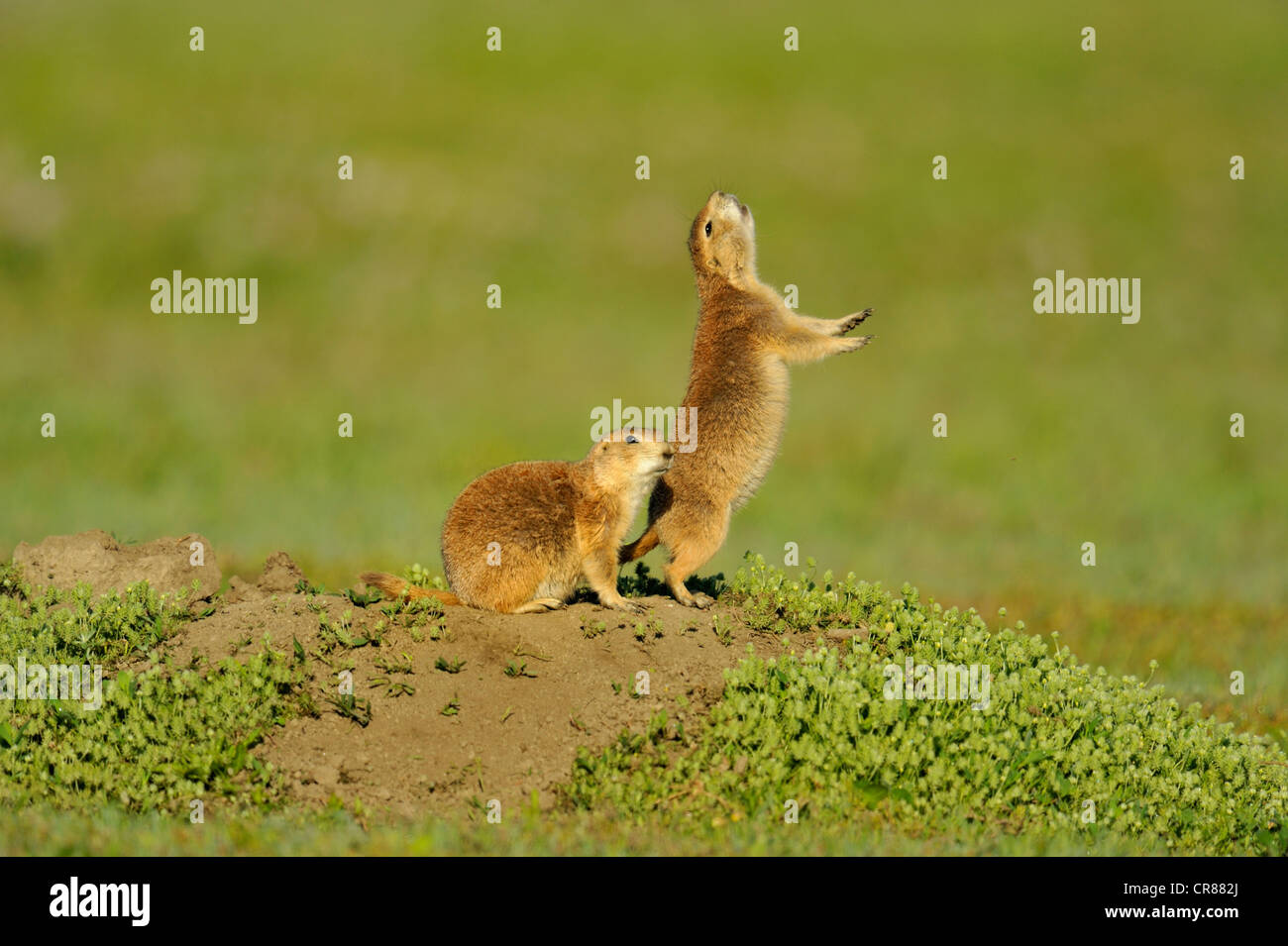 Nero tailed prairie dog (Cynomys ludovicianus), Parco nazionale Theodore Roosevelt, il Dakota del Nord, STATI UNITI D'AMERICA Foto Stock