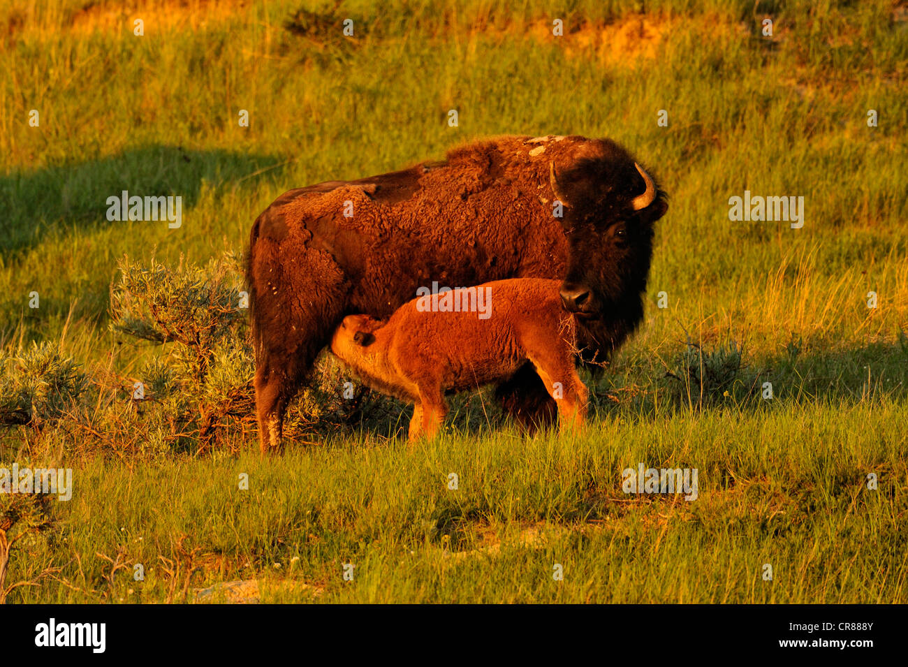 I bisonti americani (Bison bison) allevamento al pascolo in primavera, Parco nazionale Theodore Roosevelt (Sud), il Dakota del Nord, STATI UNITI D'AMERICA Foto Stock