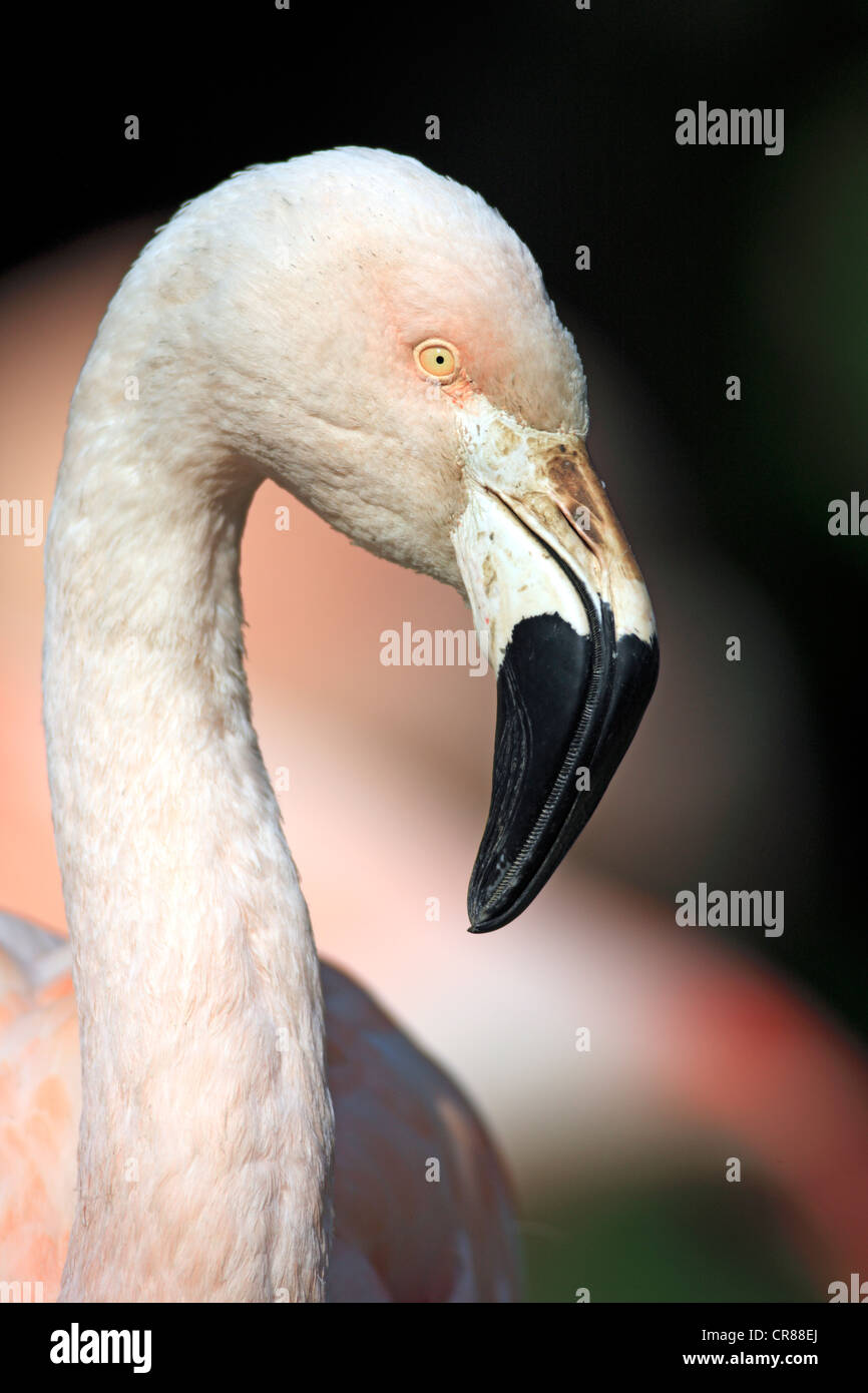 Fenicottero maggiore (Phoenicopterus ruber roseus), ritratto, Europa Foto Stock