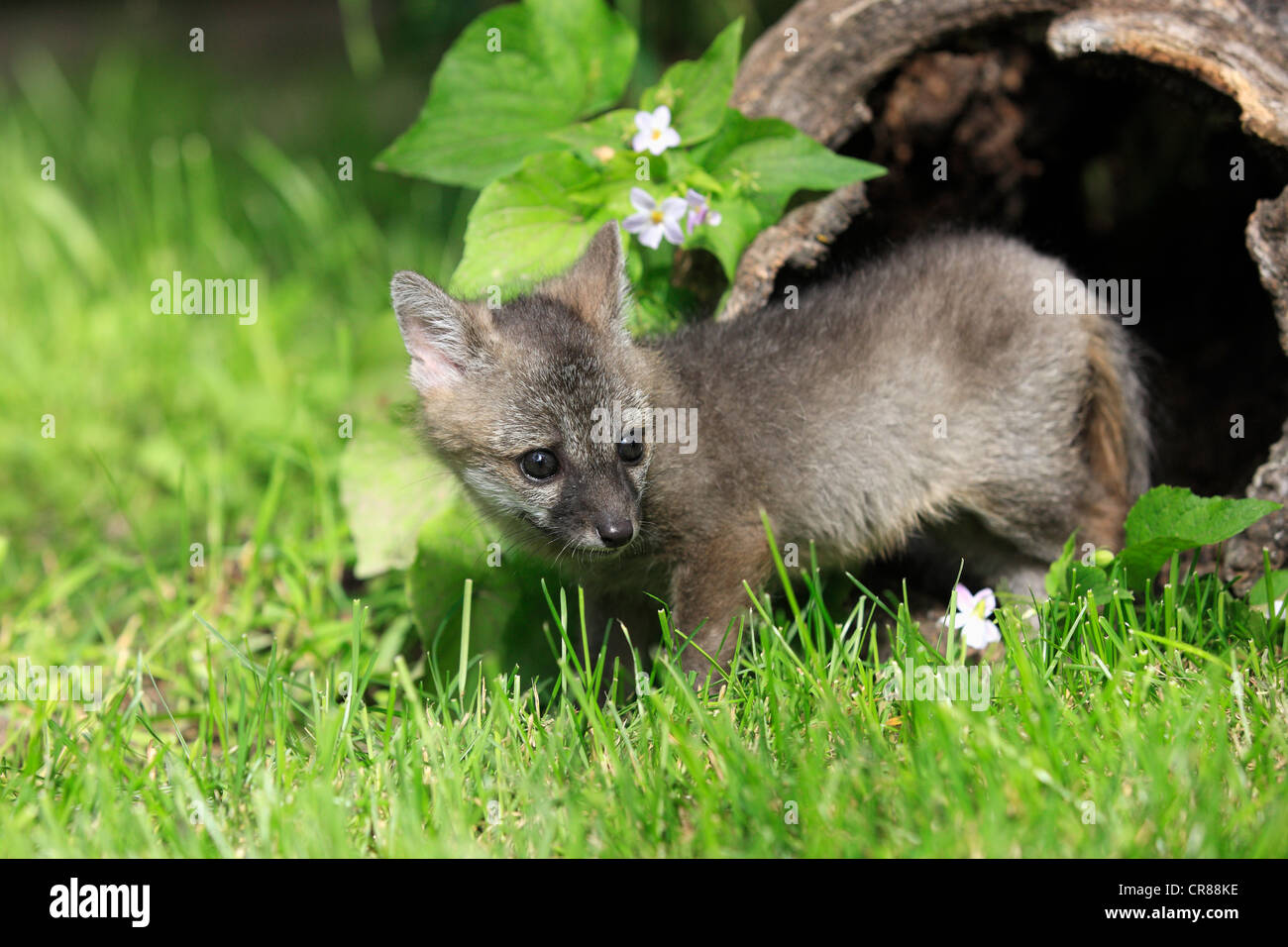 Gray Fox (Urocyon cinereoargenteus), kit, nove settimane, Montana, USA, America del Nord Foto Stock