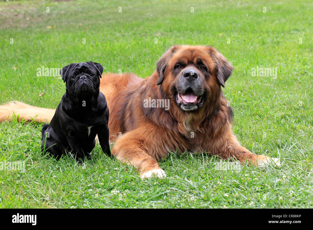 Un beardog germanico e un nero pug, amici Foto Stock