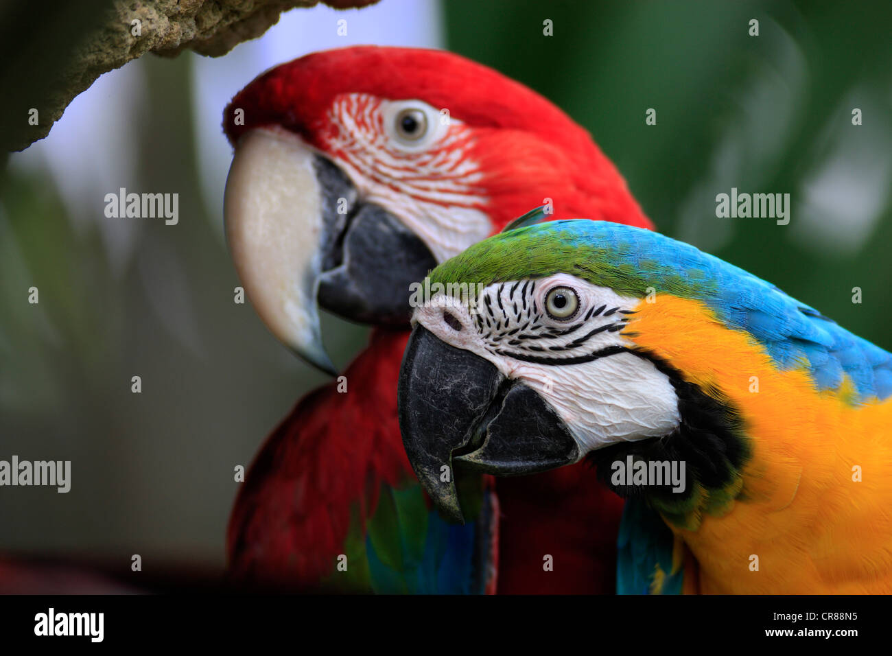 Rosso-verde Macaw (Ara chloroptera) e blu e giallo Macaw (Ara ararauna), Ritratto, trovati in Sud America, Singapore Foto Stock